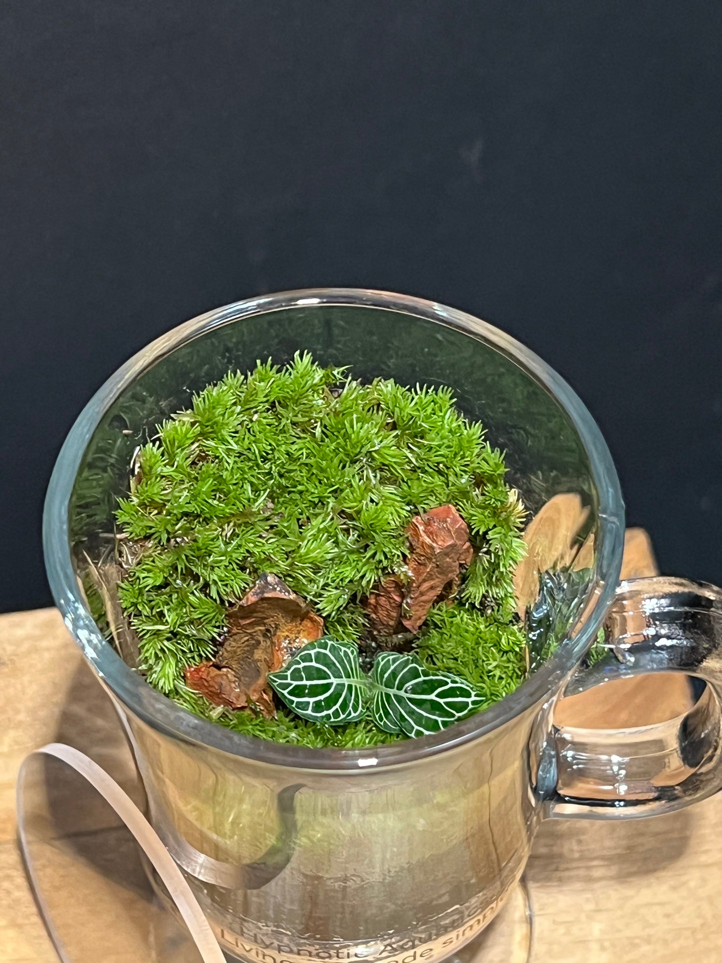 Terrarium 226