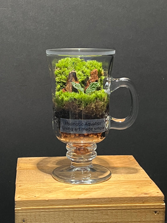 Terrarium 226
