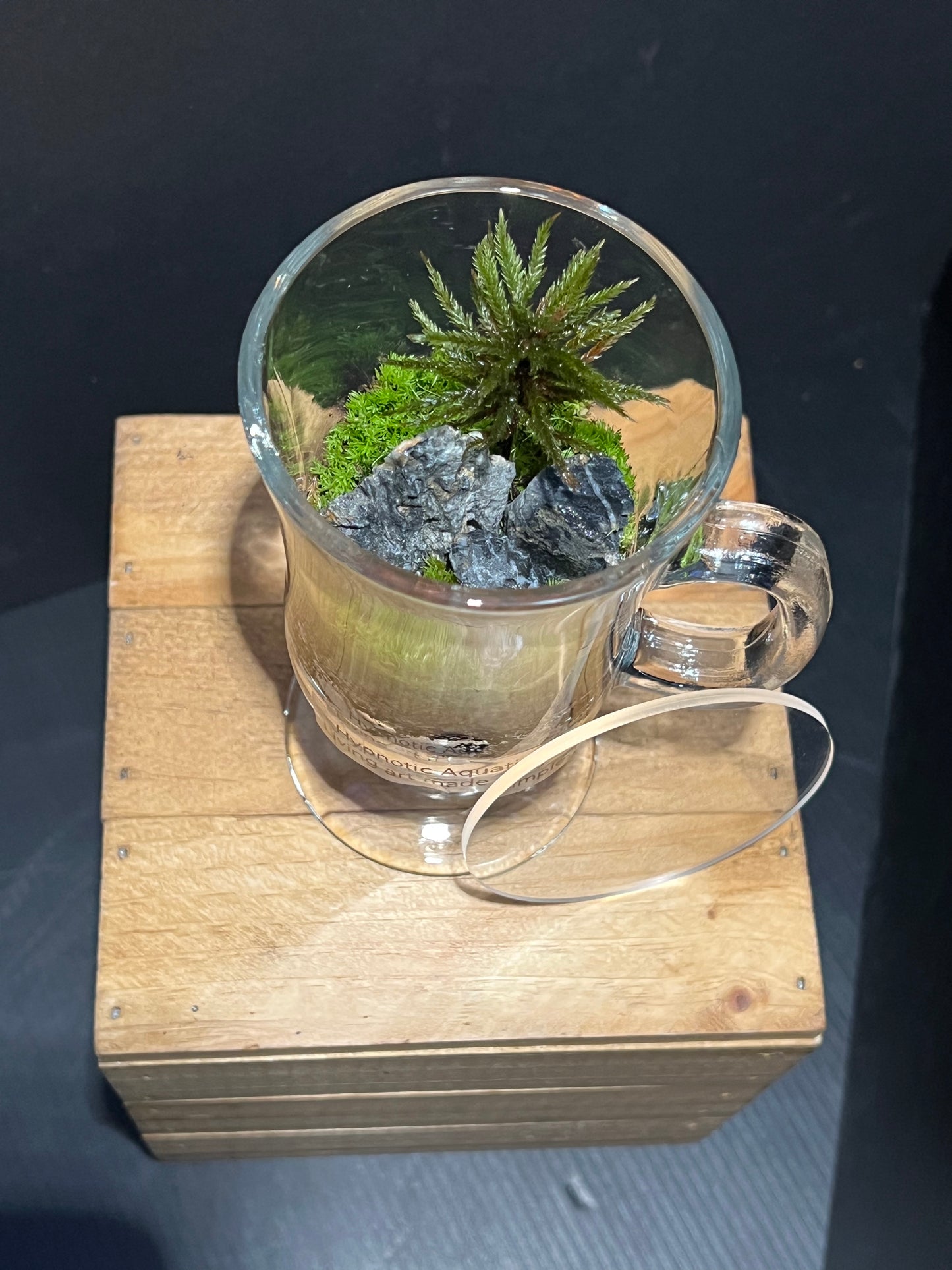 Terrarium 227