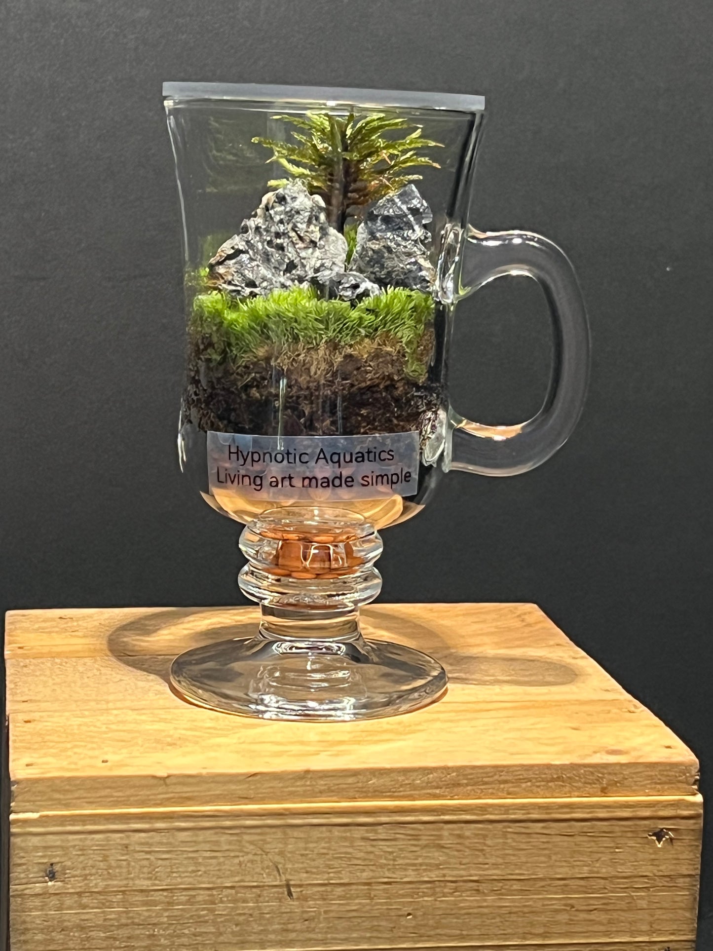 Terrarium 227
