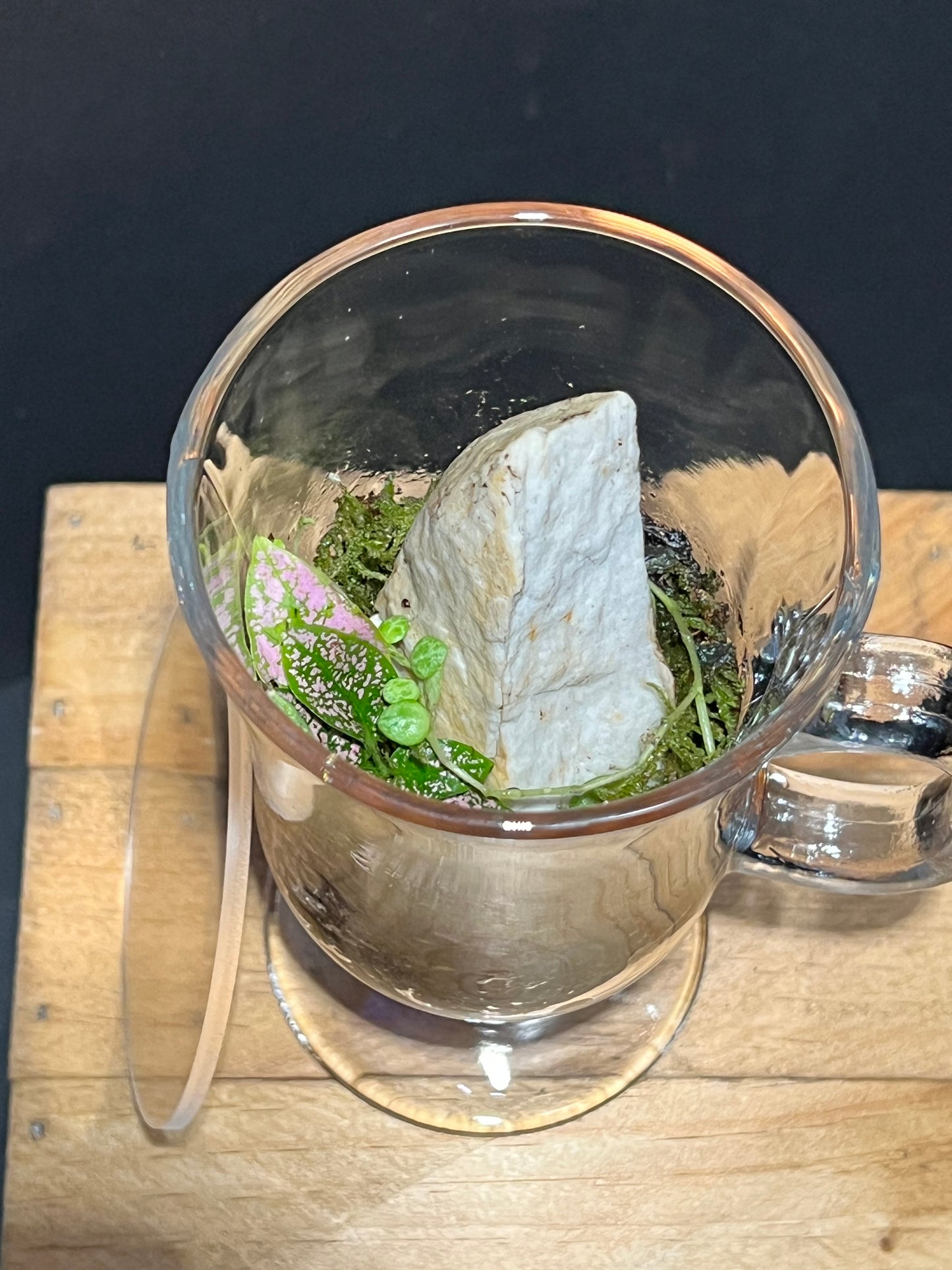 Terrarium 228