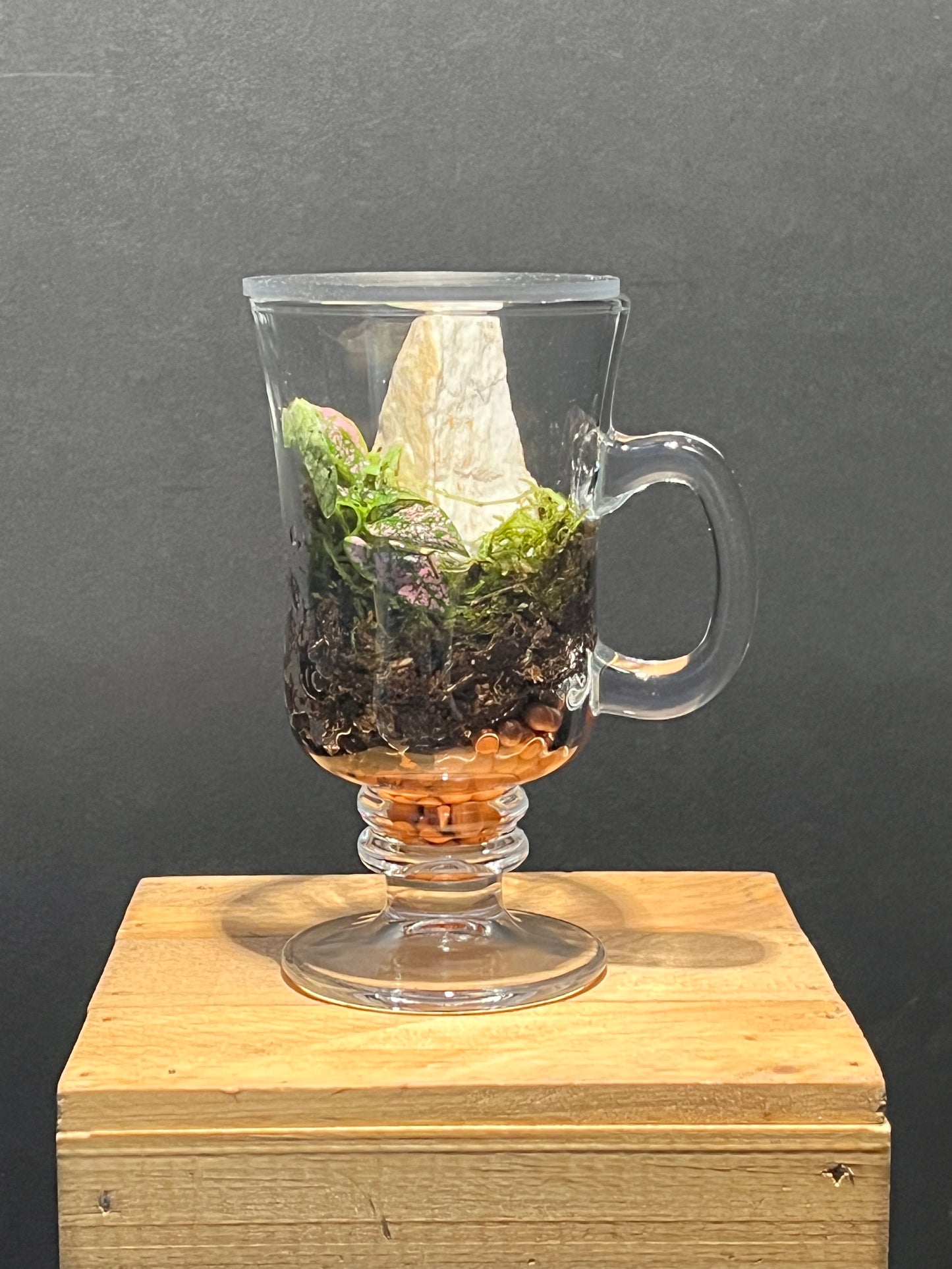 Terrarium 228