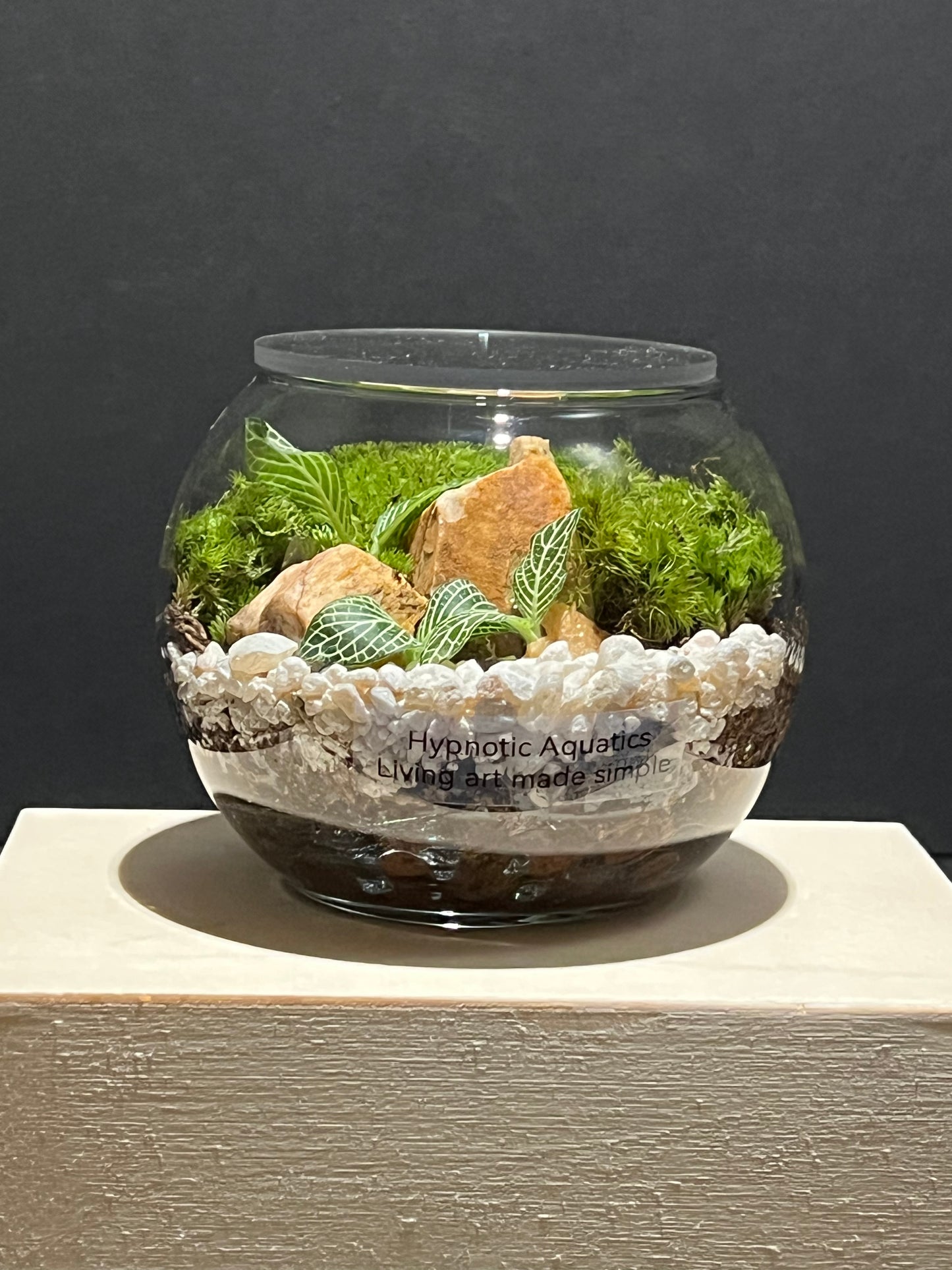 Terrarium 233