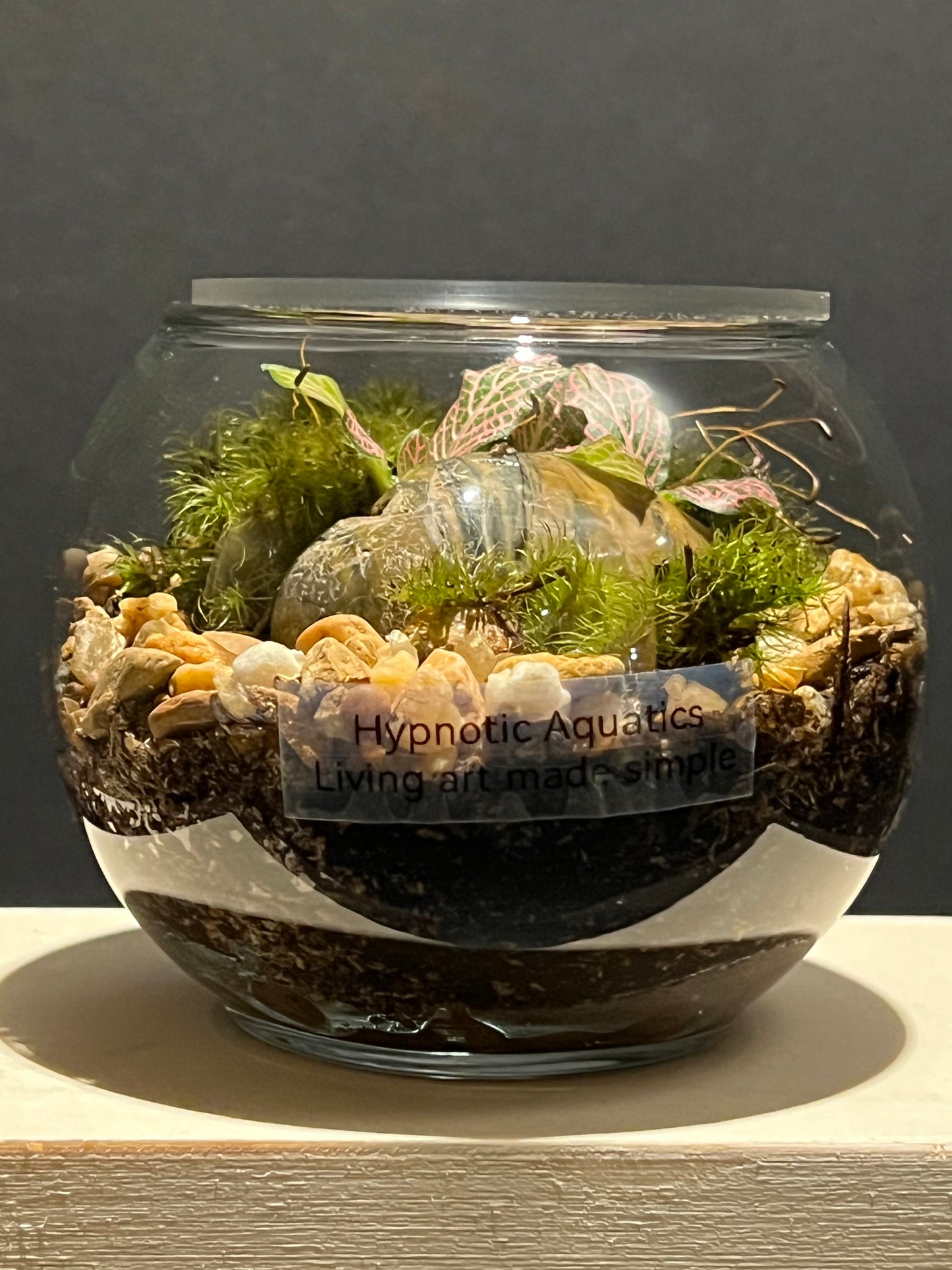 Terrarium 234