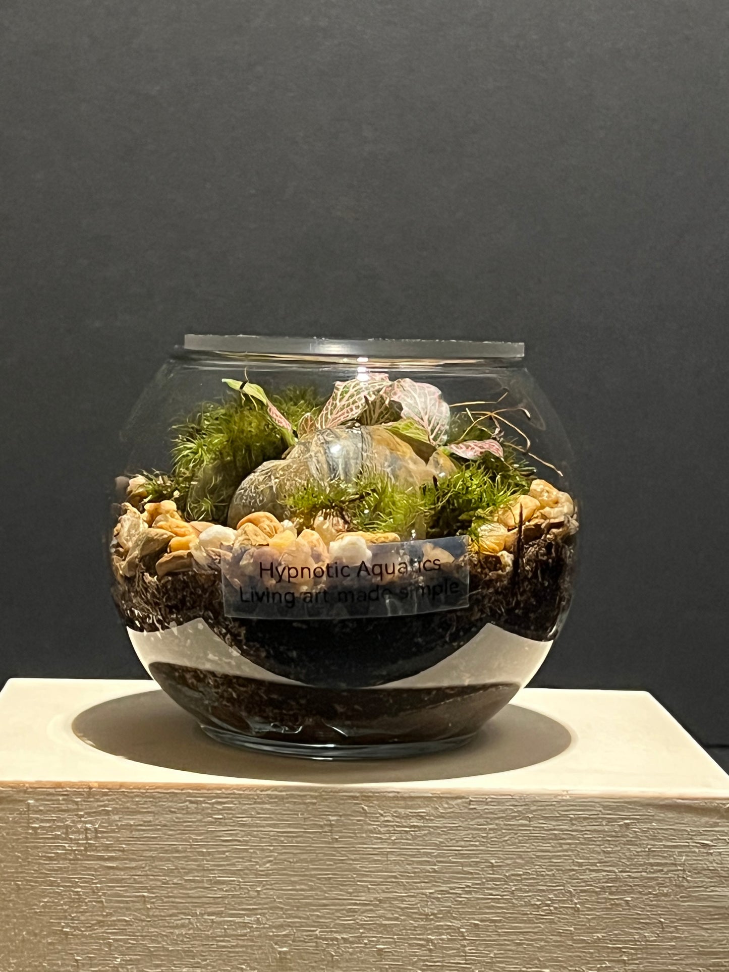 Terrarium 234