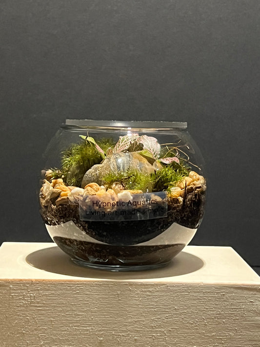 Terrarium 234