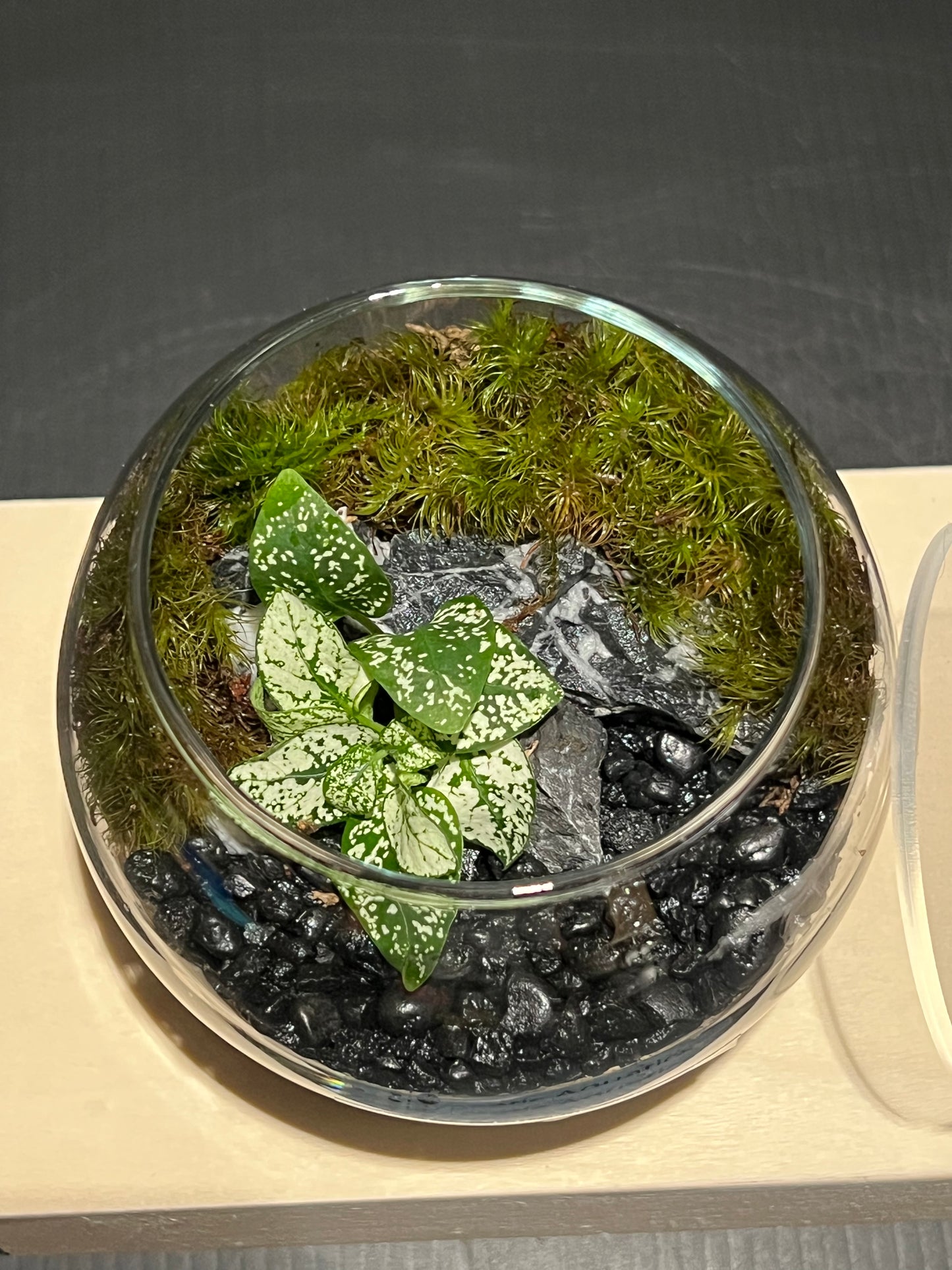 Terrarium 235