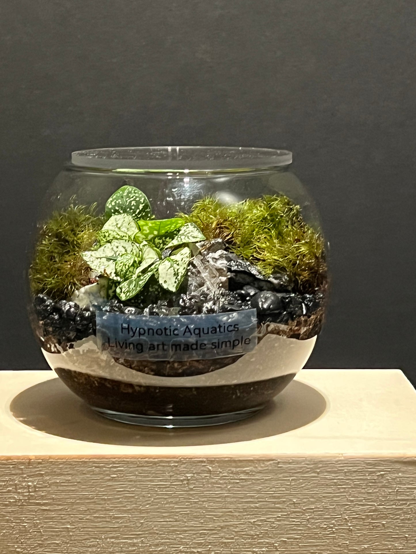 Terrarium 235