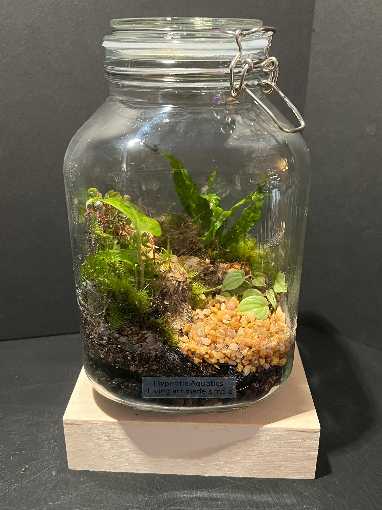Terrarium 242