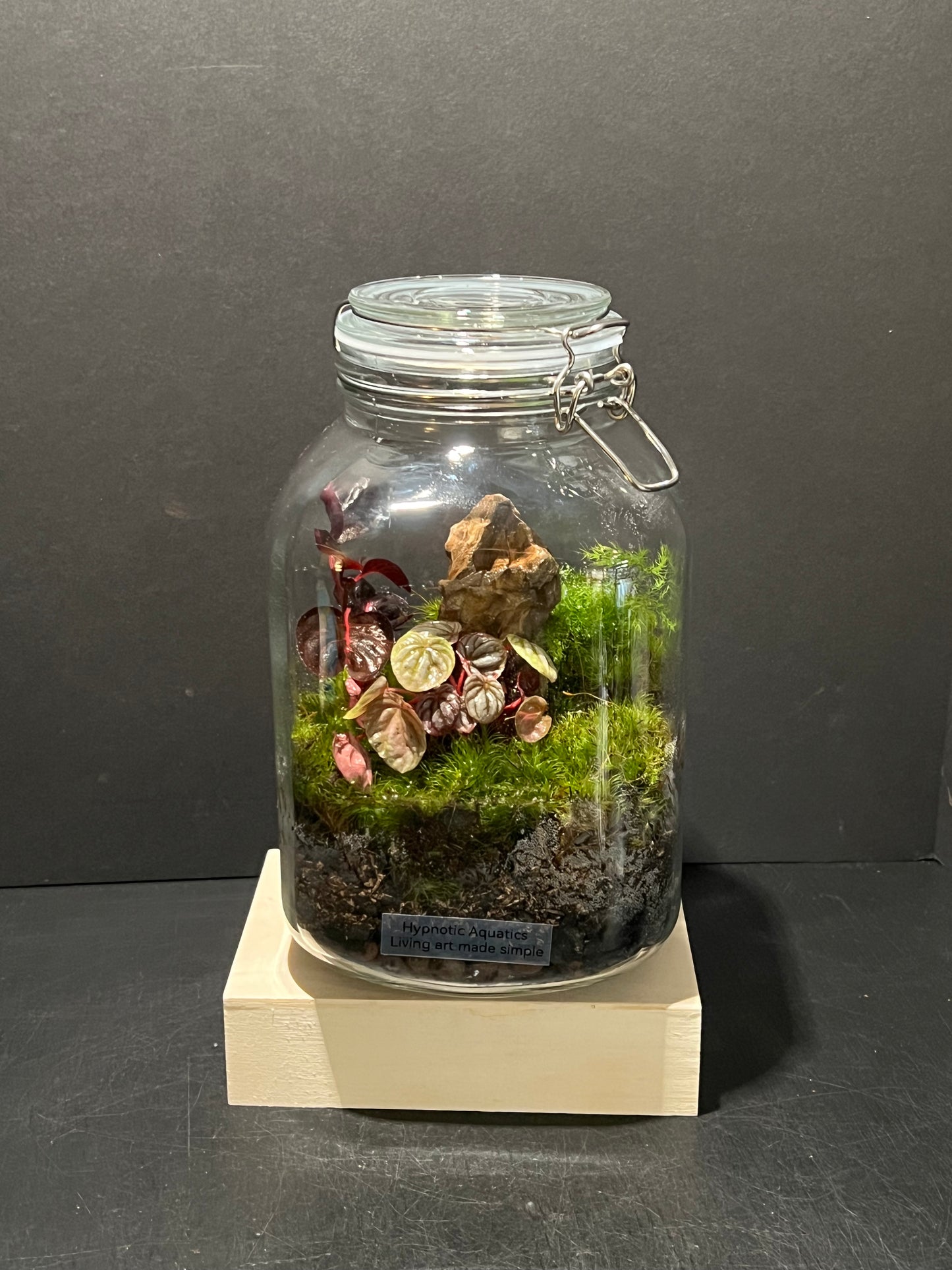 Terrarium 244