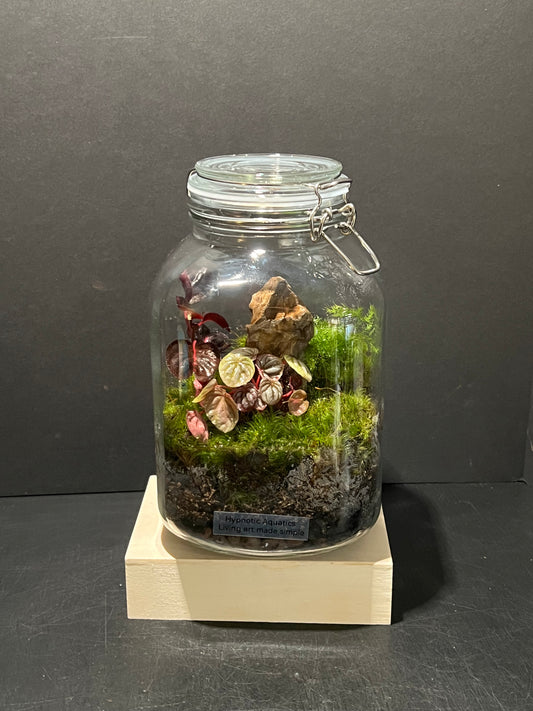 Terrarium 244