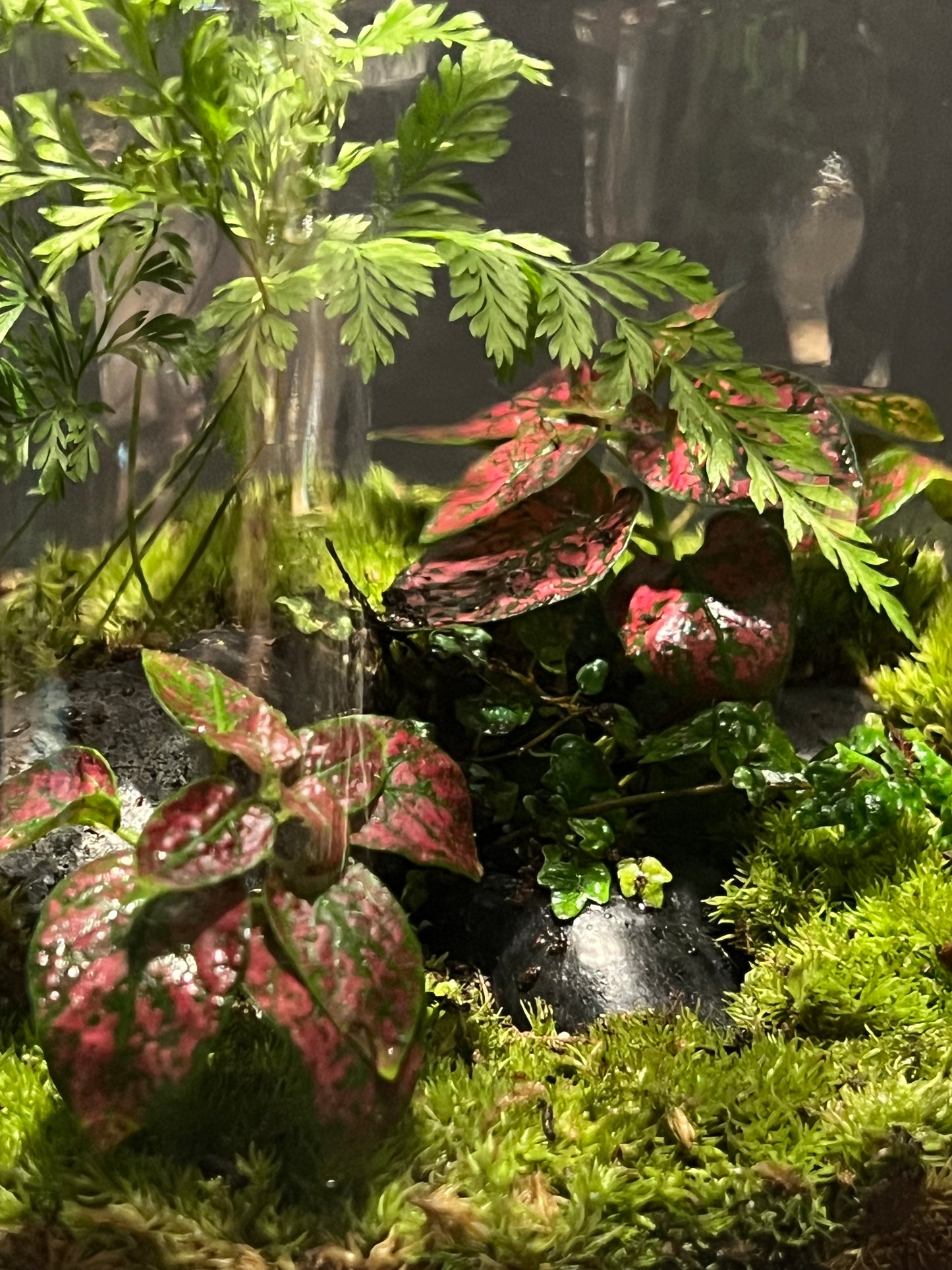 Terrarium 239
