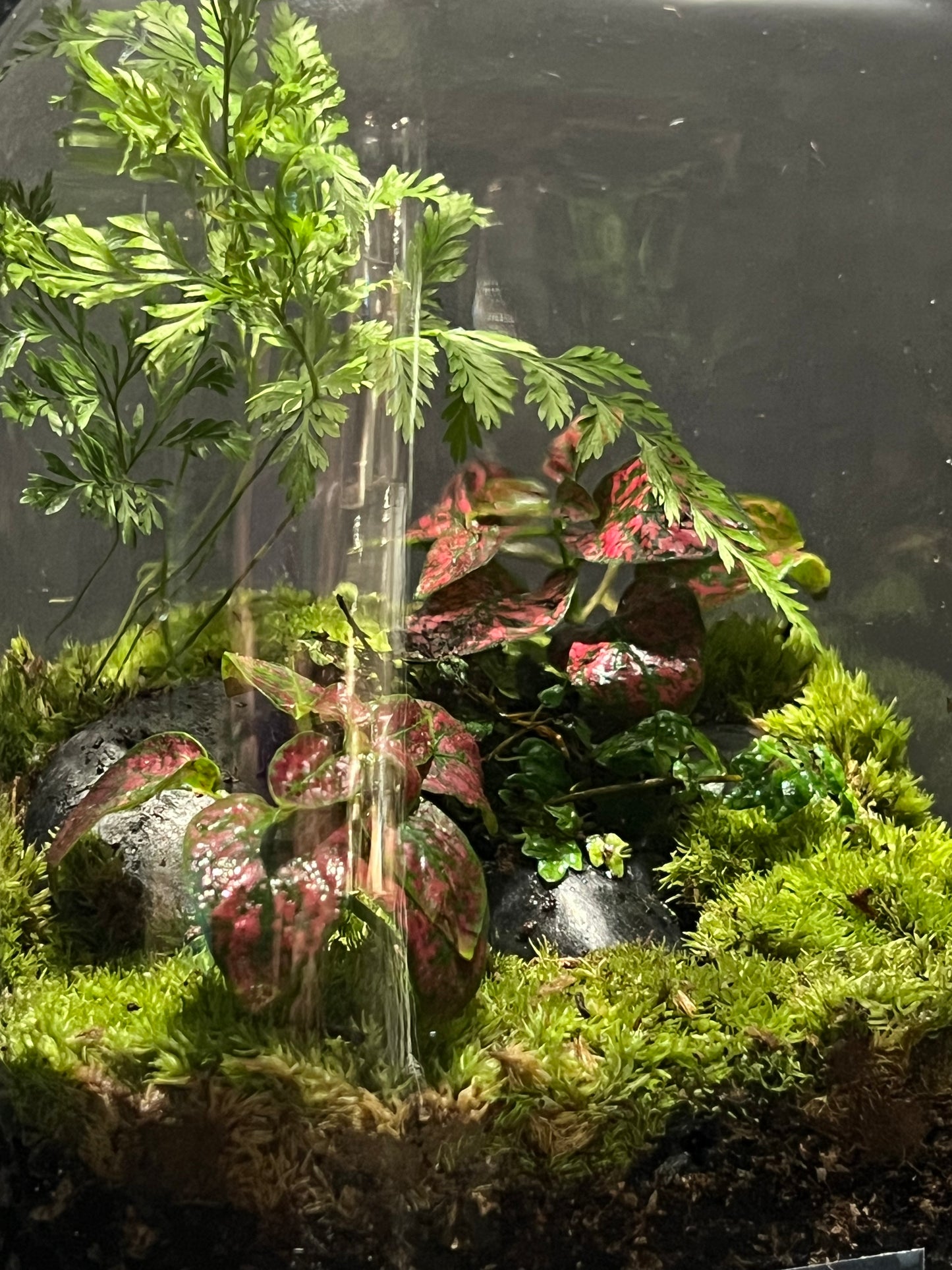 Terrarium 239