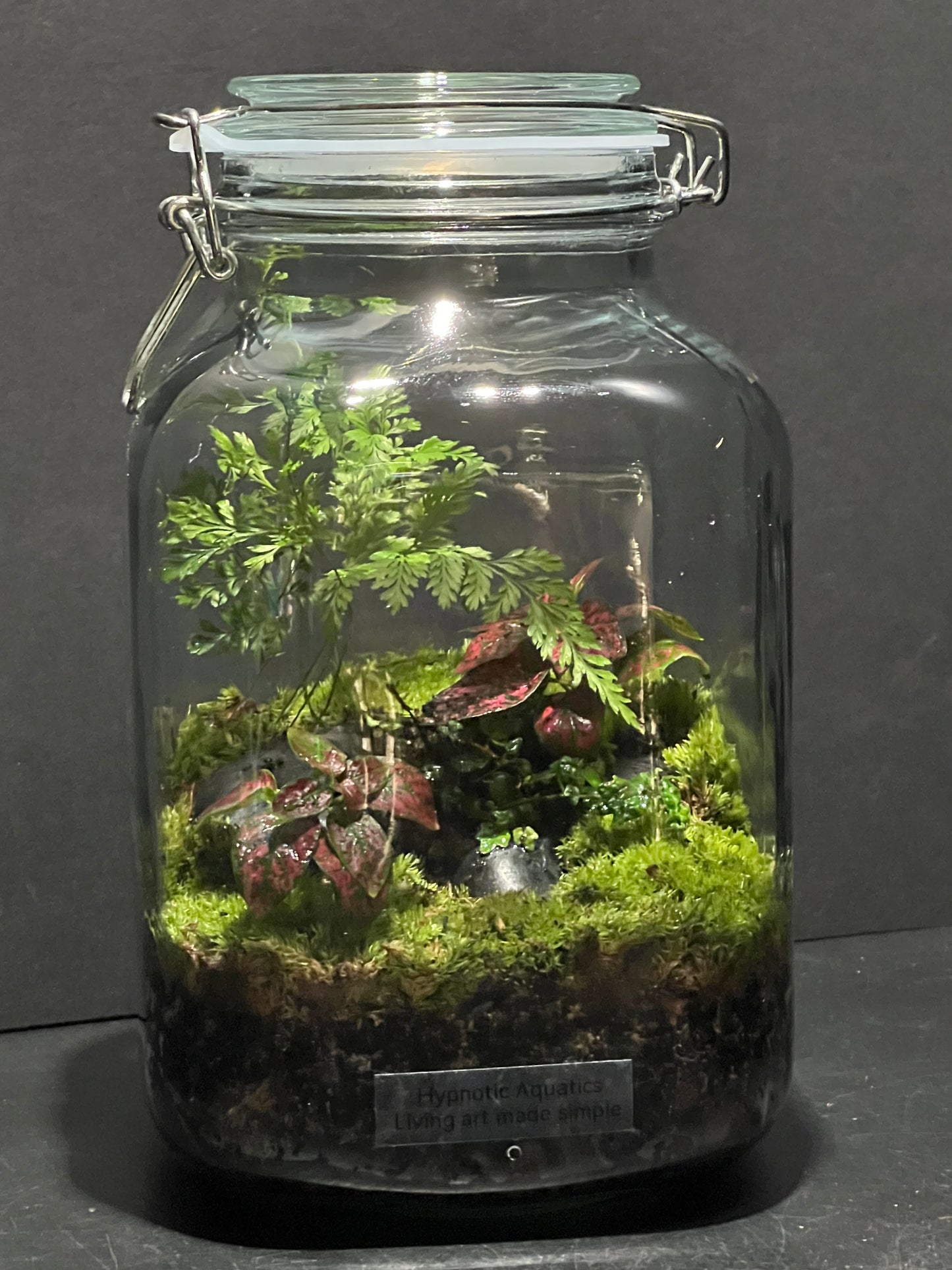 Terrarium 239