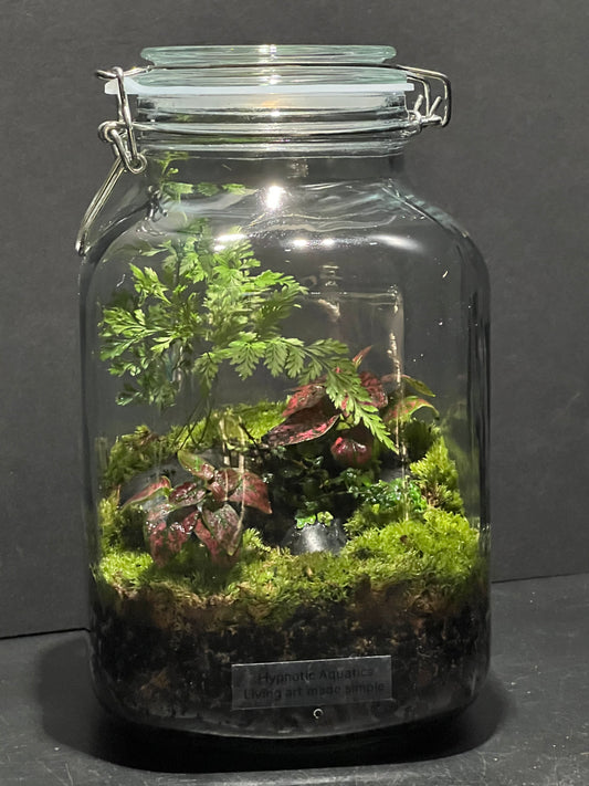 Terrarium 239