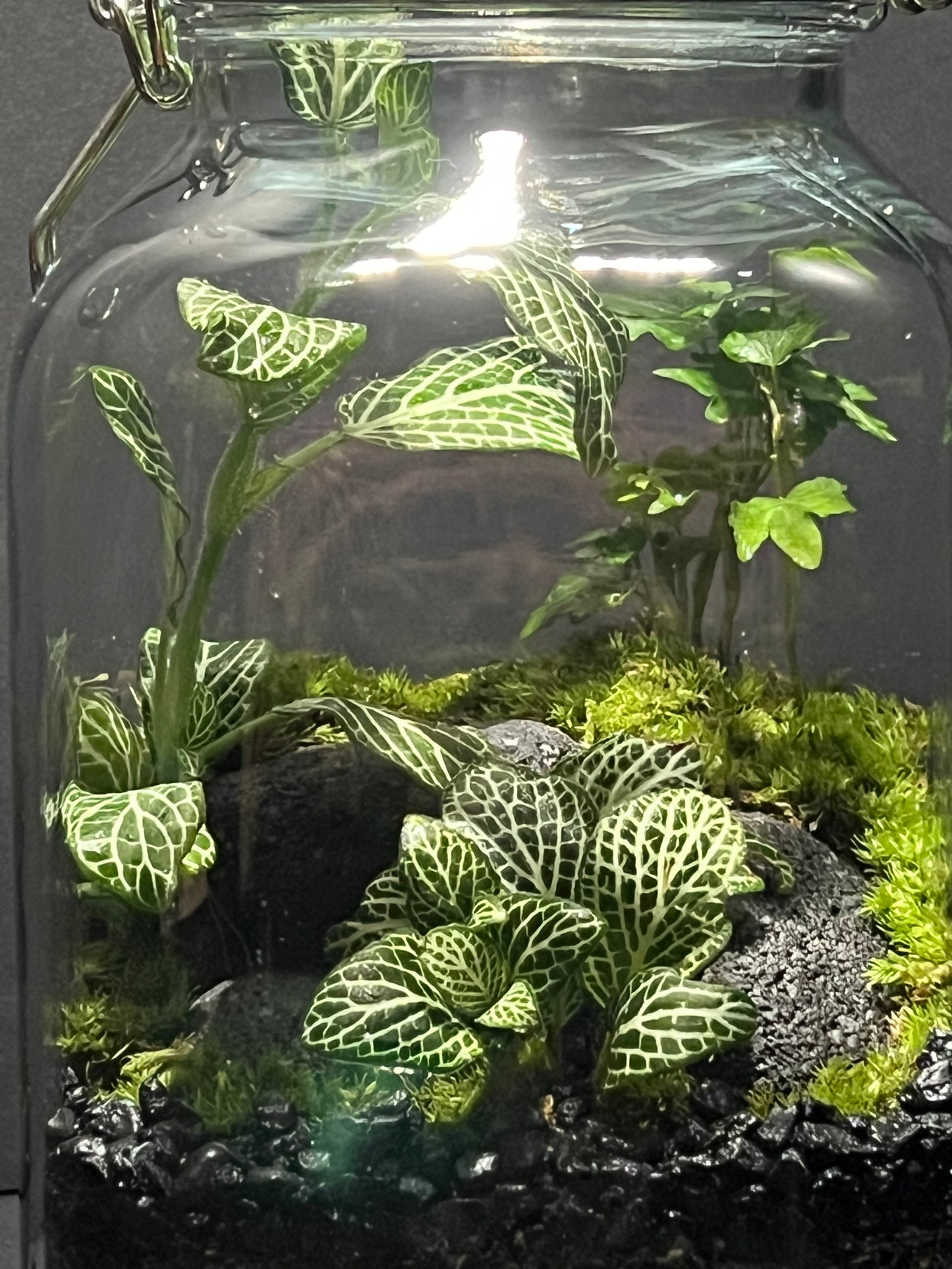 Terrarium 240