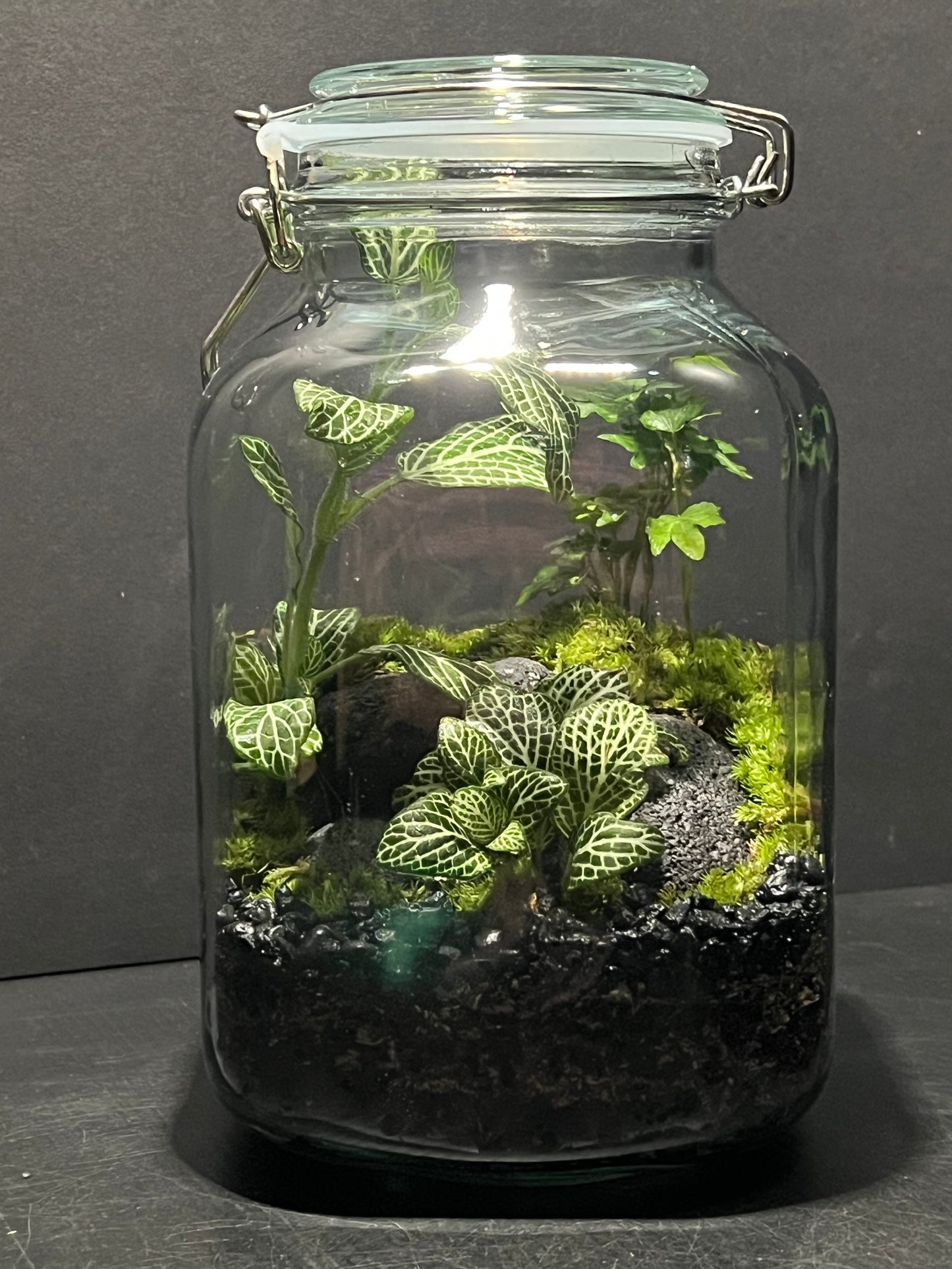 Terrarium 240