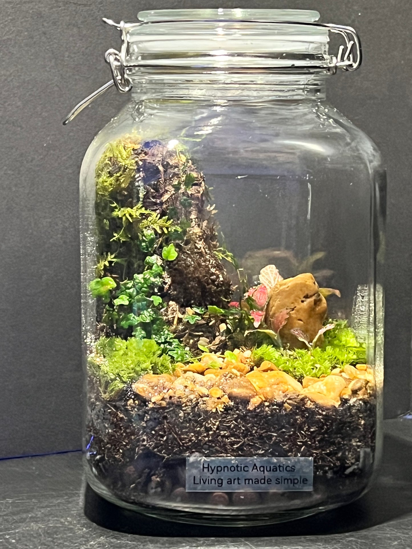 Terrarium 243