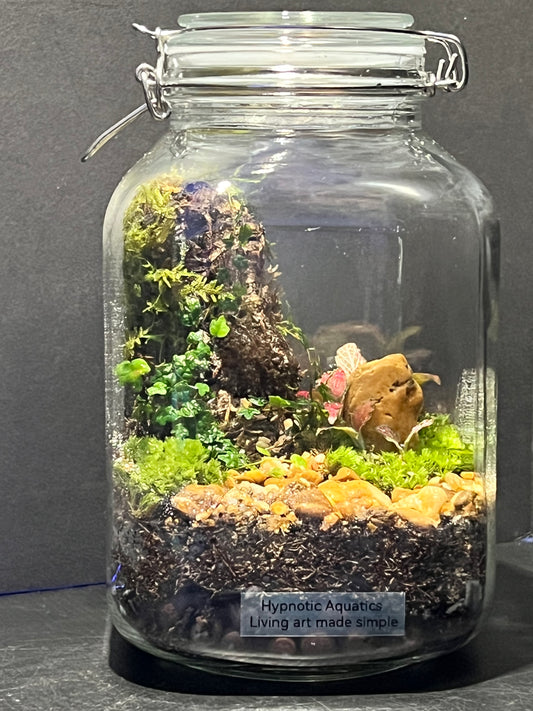 Terrarium 243