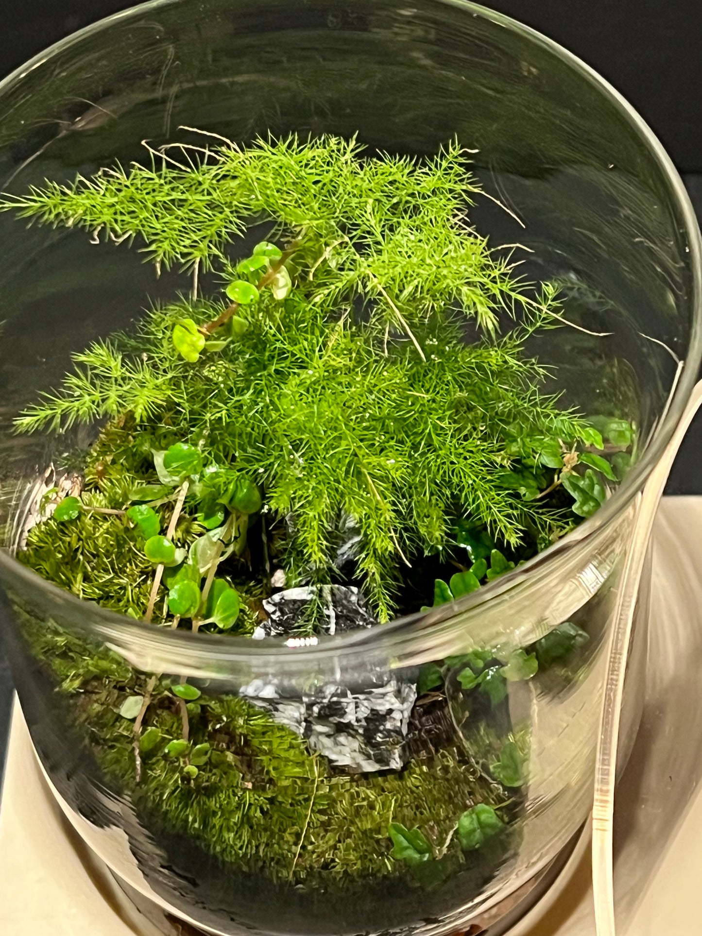 Terrarium 245
