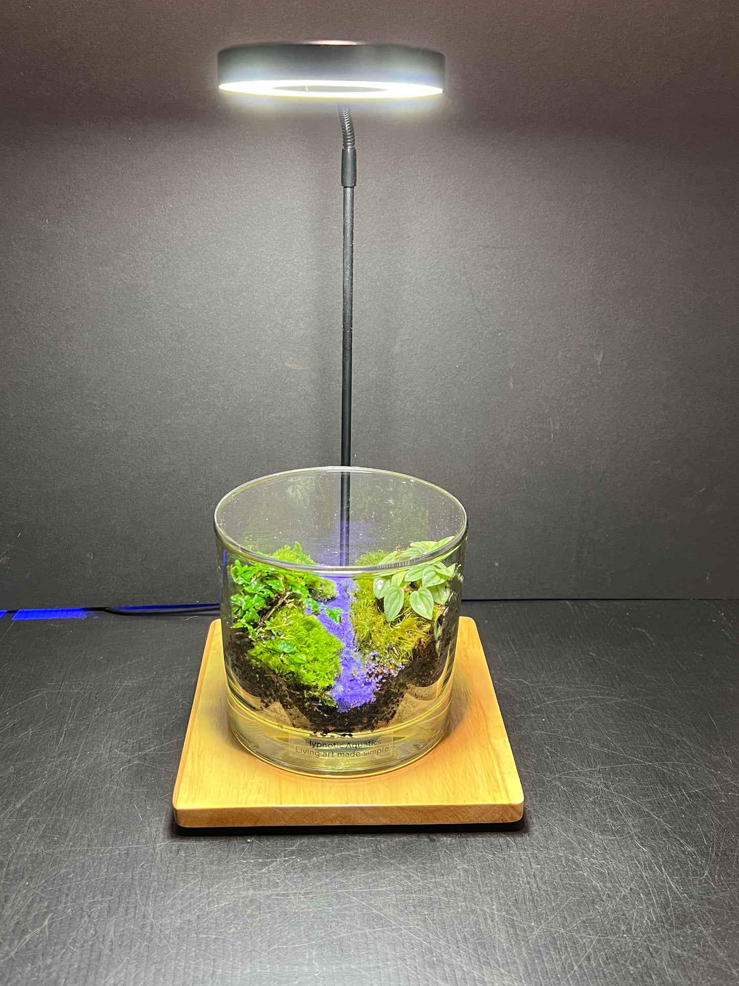 Terrarium 248