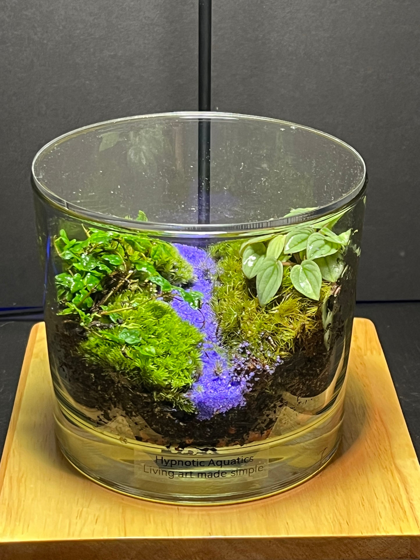 Terrarium 248