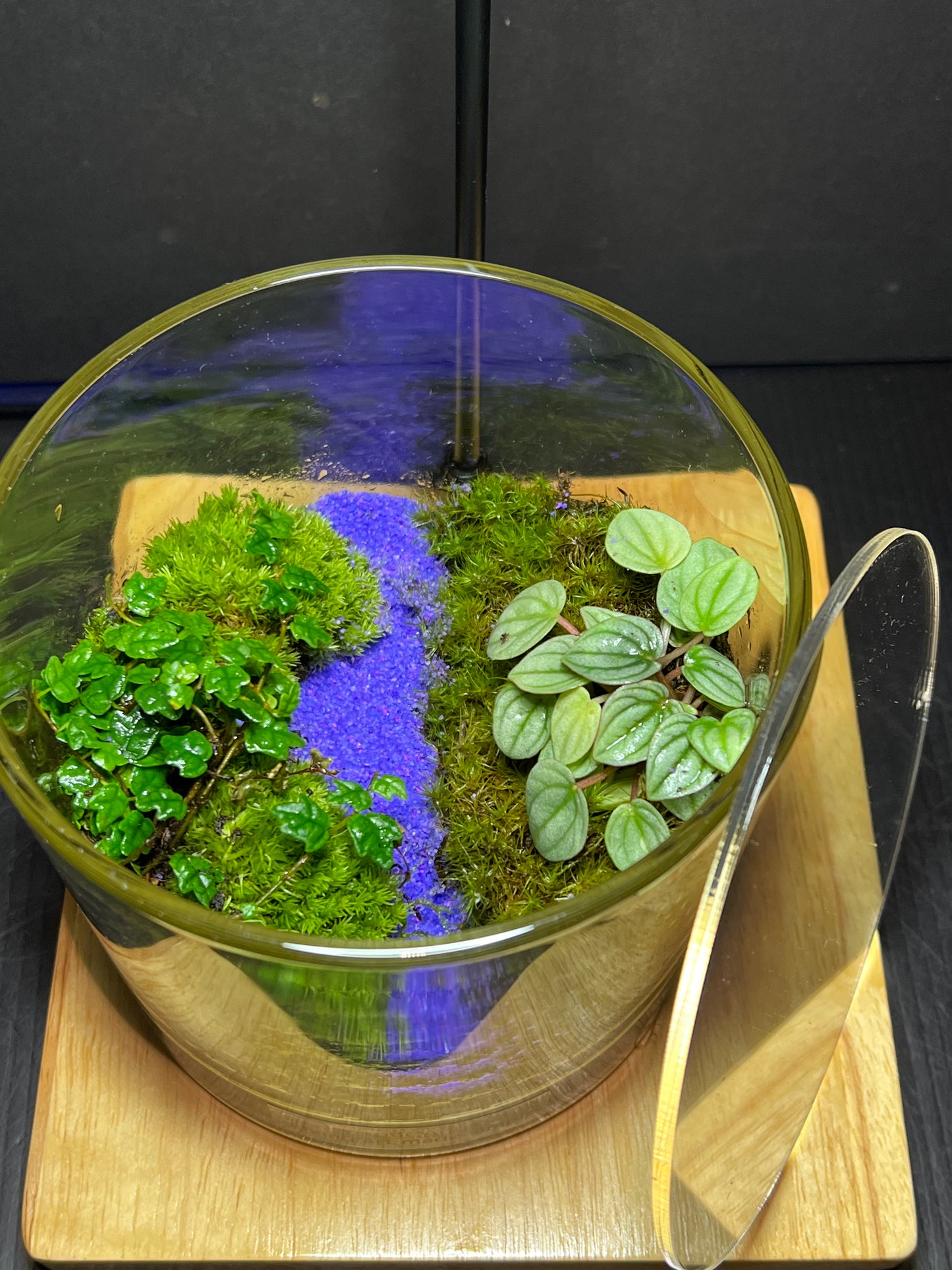 Terrarium 248