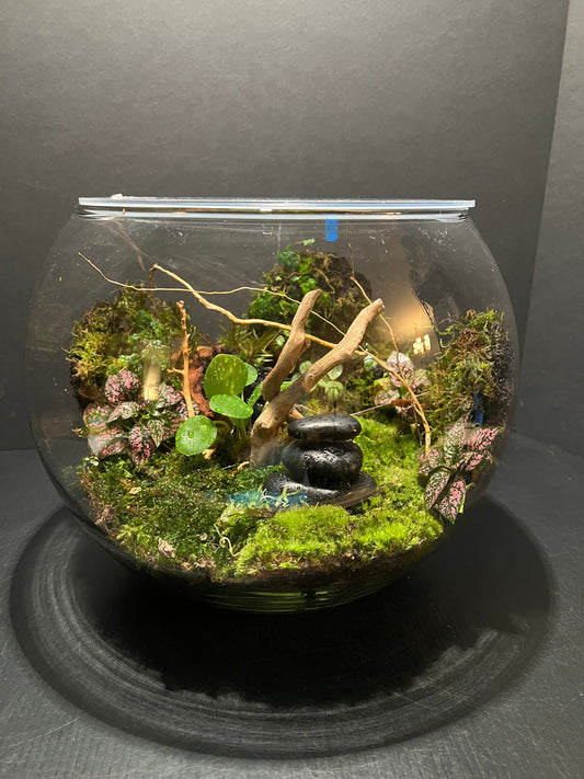 Terrarium 254