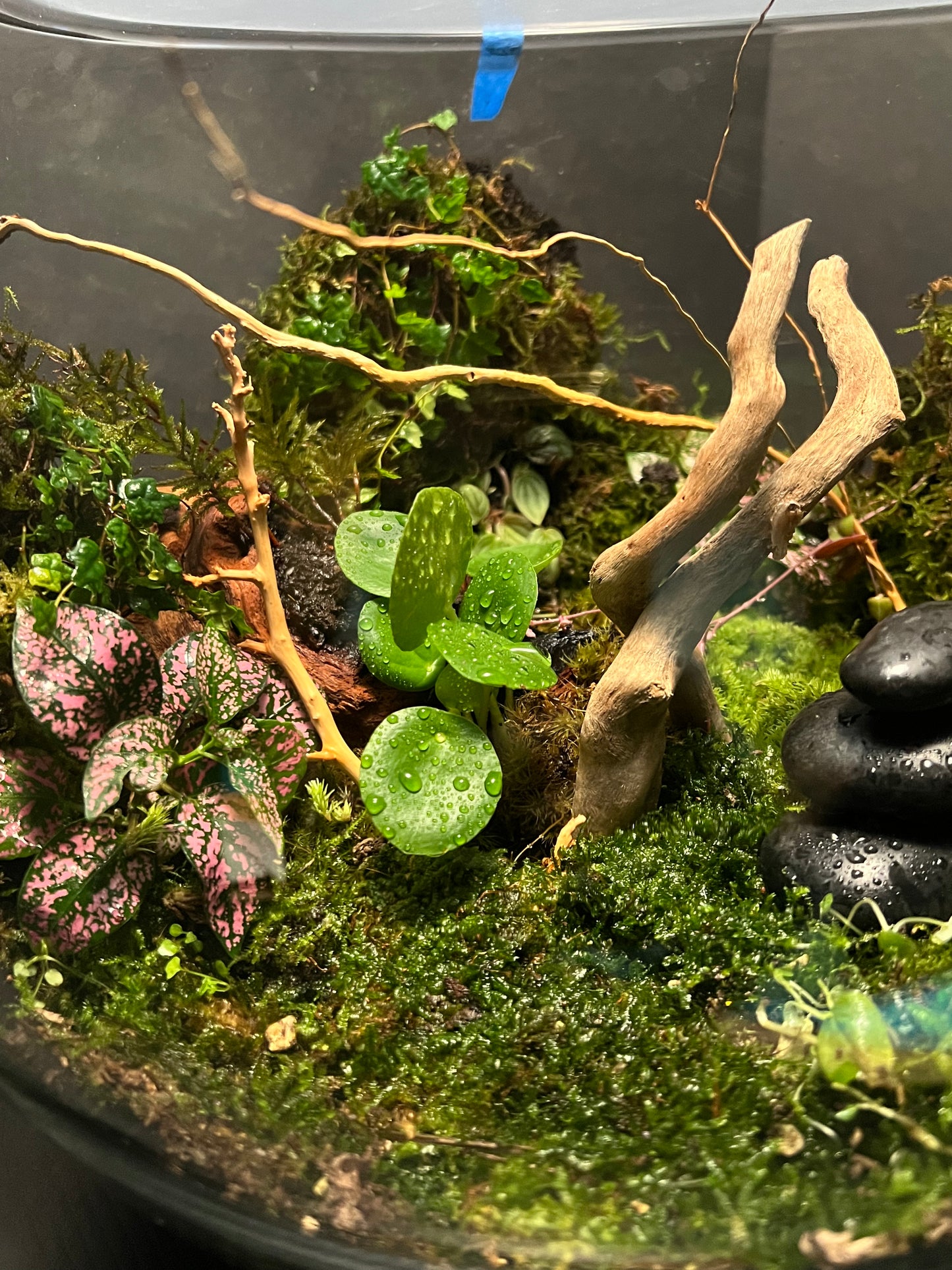 Terrarium 254
