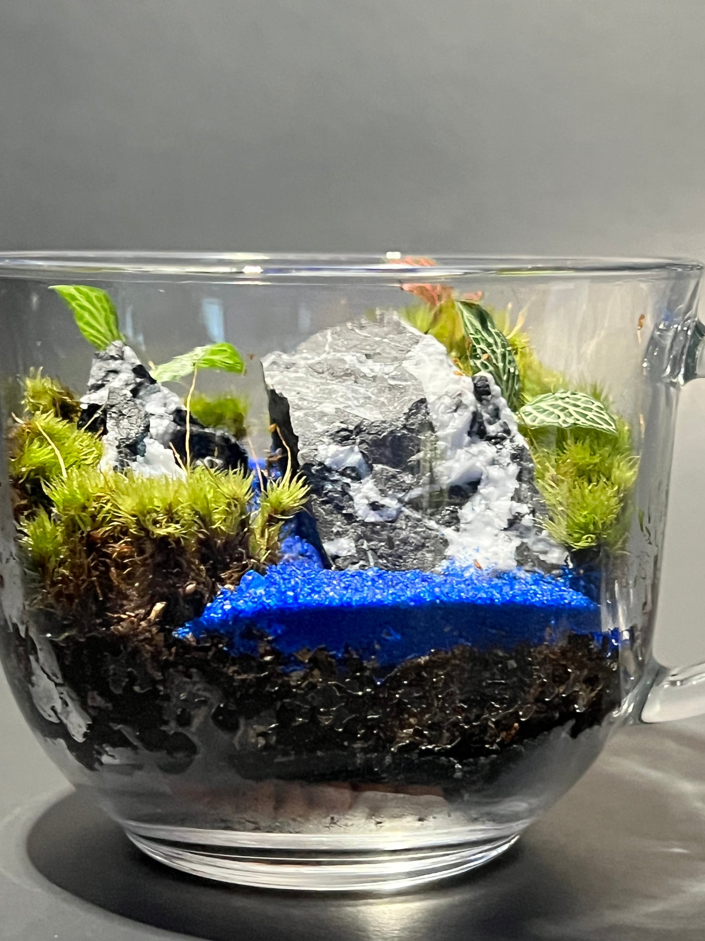 Terrarium 250
