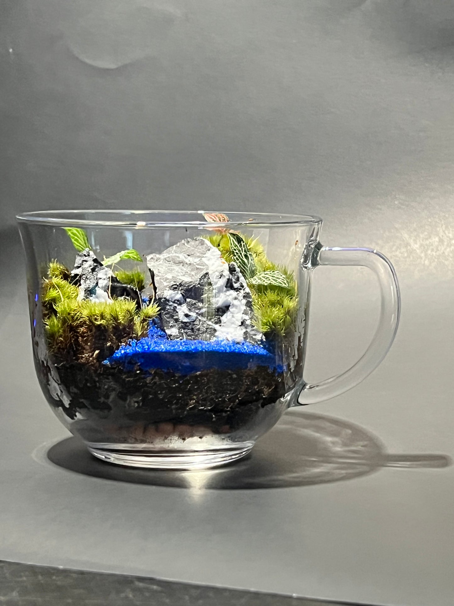 Terrarium 250