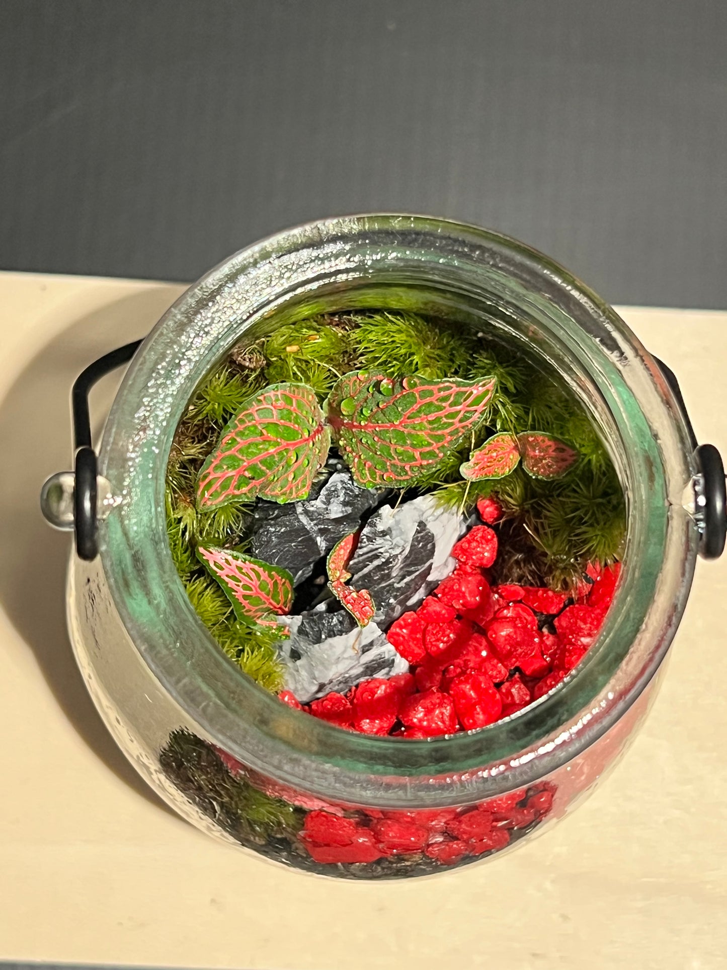 Terrarium 251