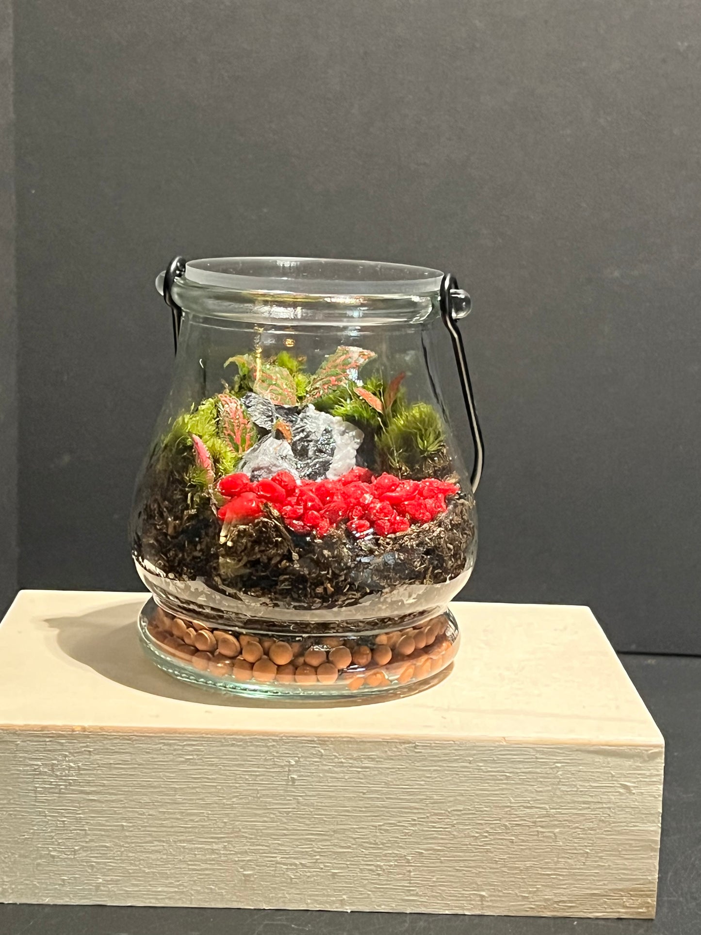 Terrarium 251
