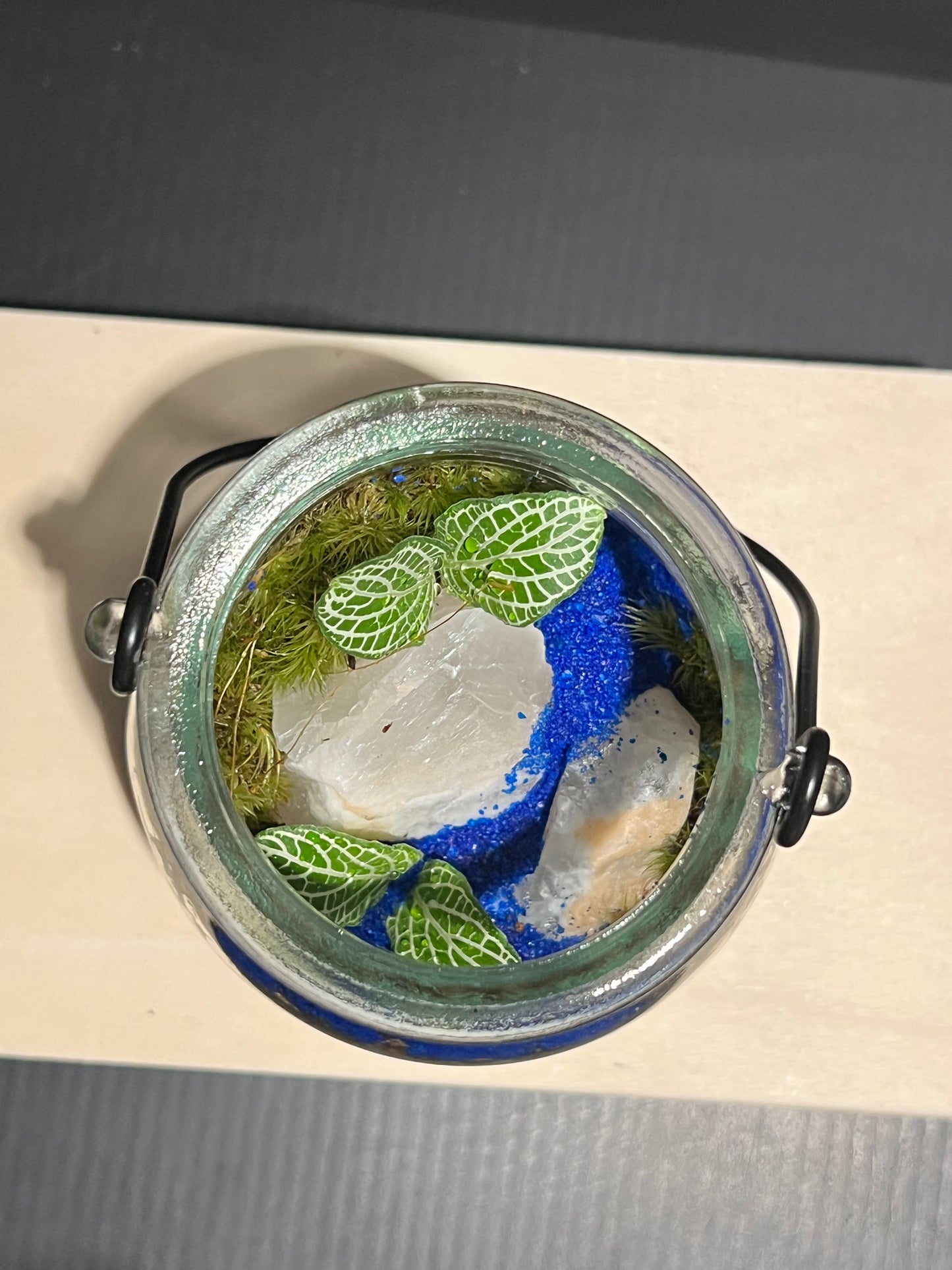 Terrarium 252