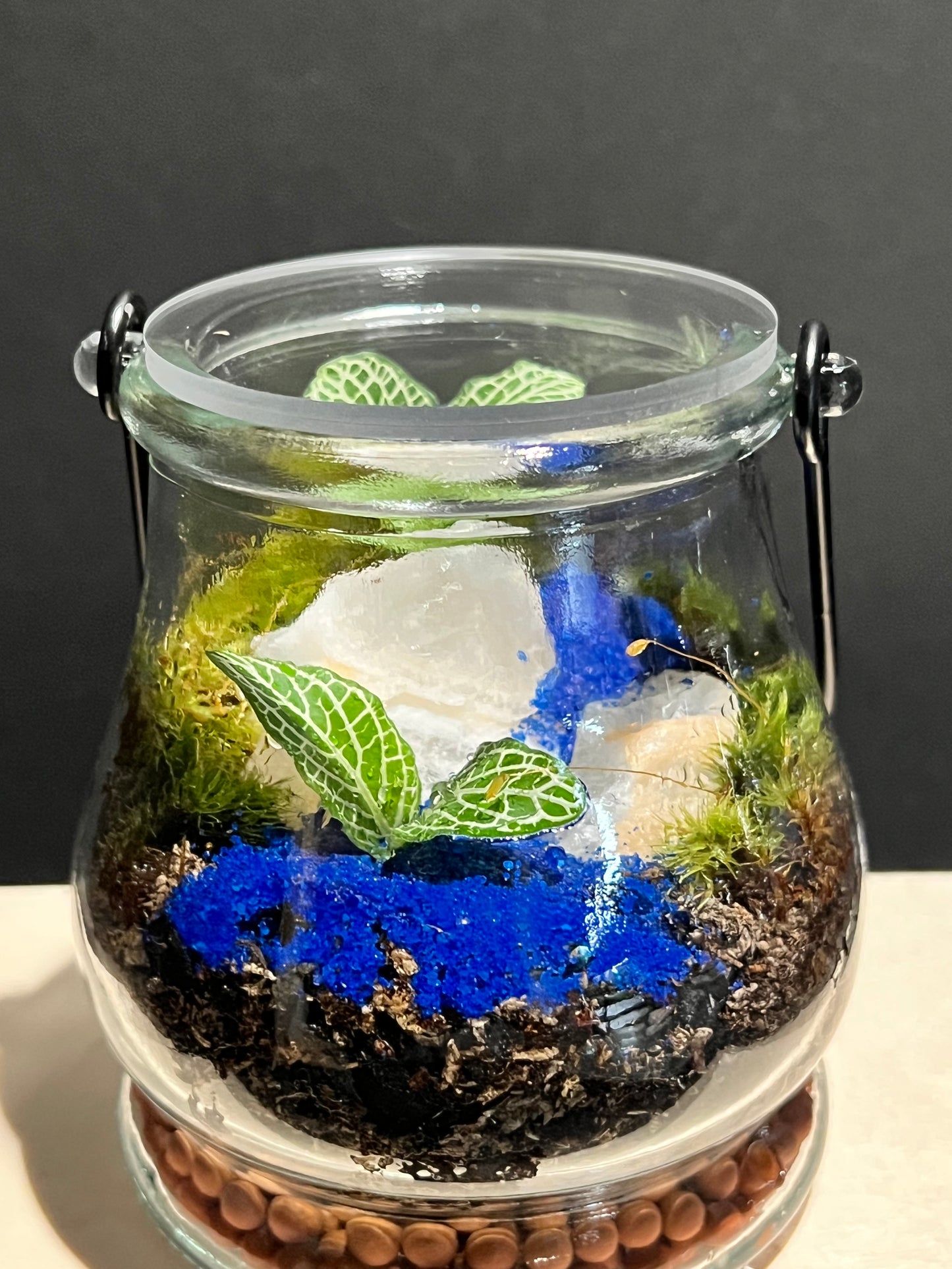 Terrarium 252