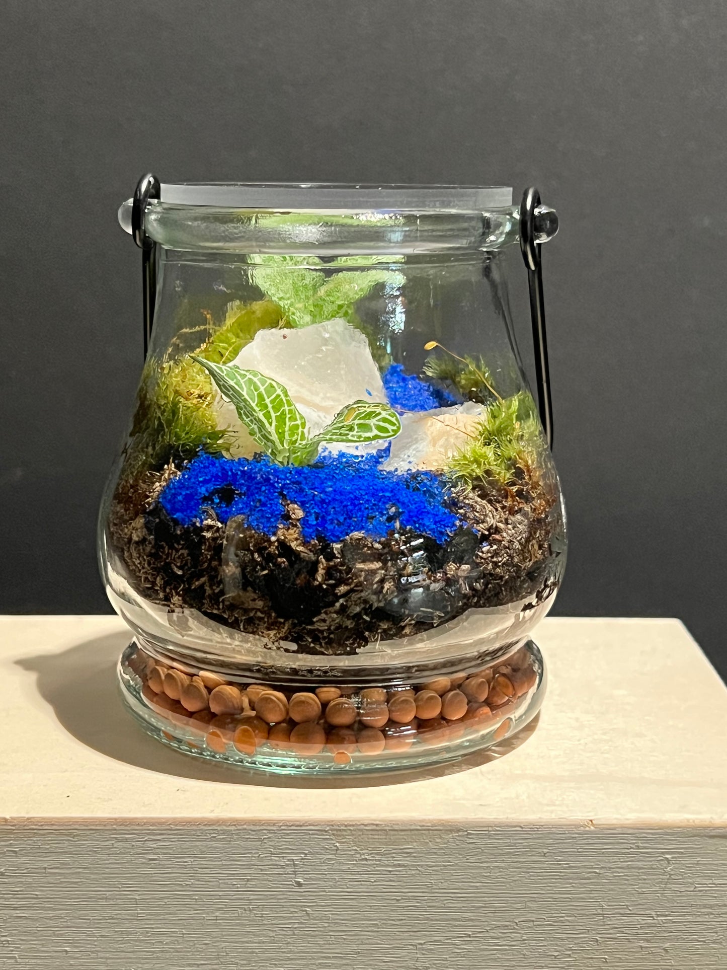 Terrarium 252