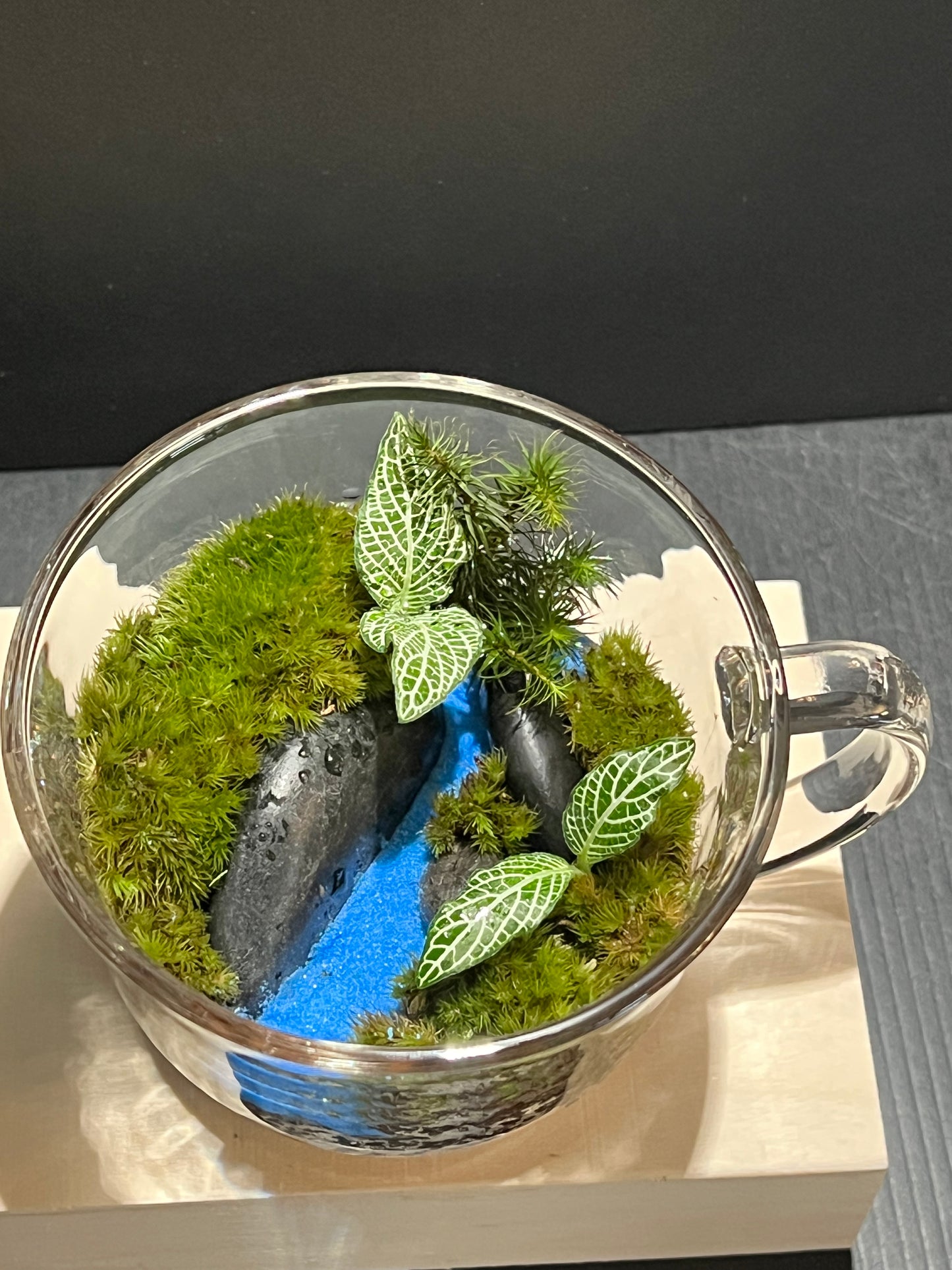 Terrarium 255