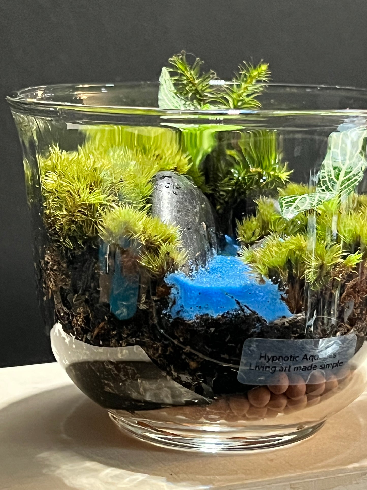 Terrarium 255