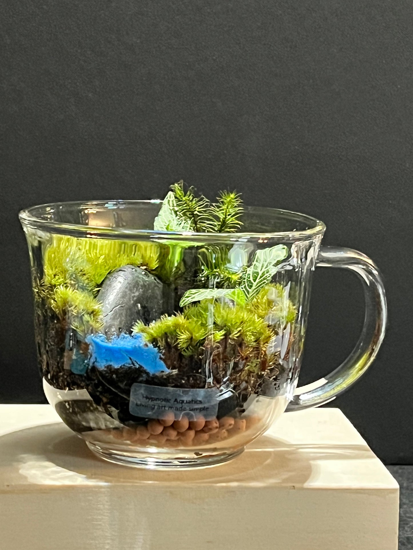 Terrarium 255