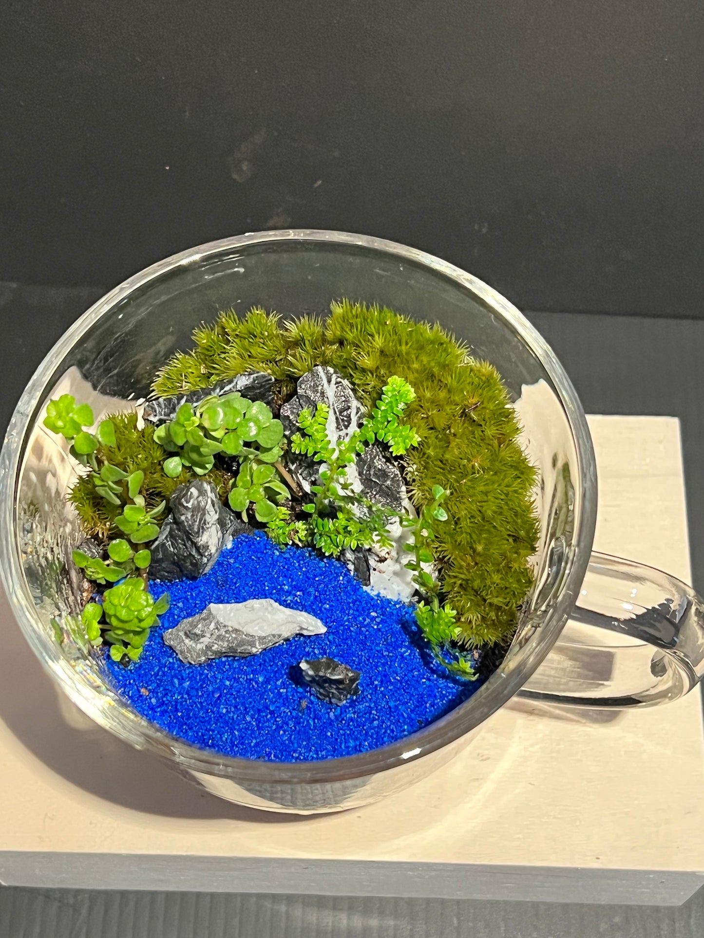 Terrarium 257
