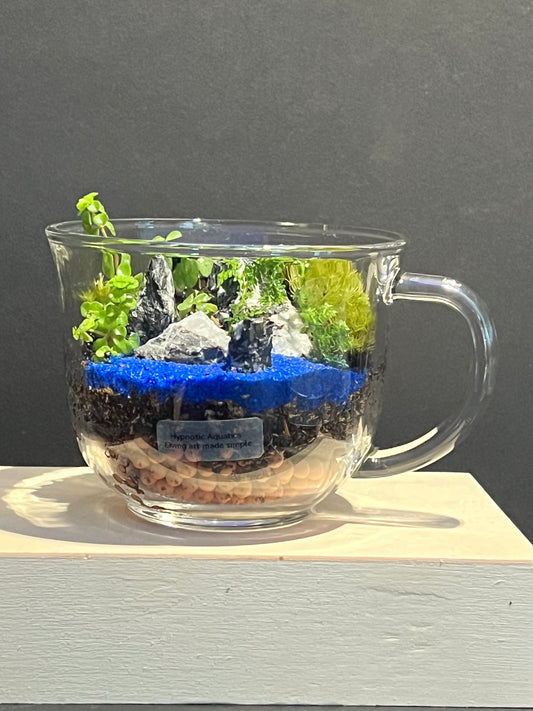 Terrarium 257