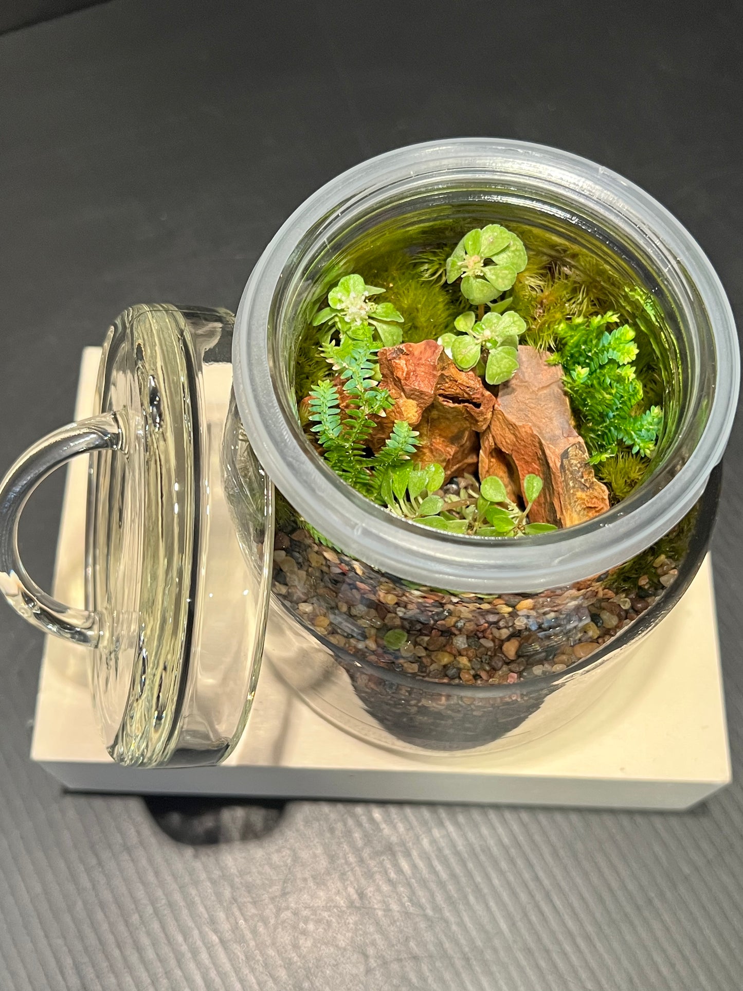 Terrarium 253