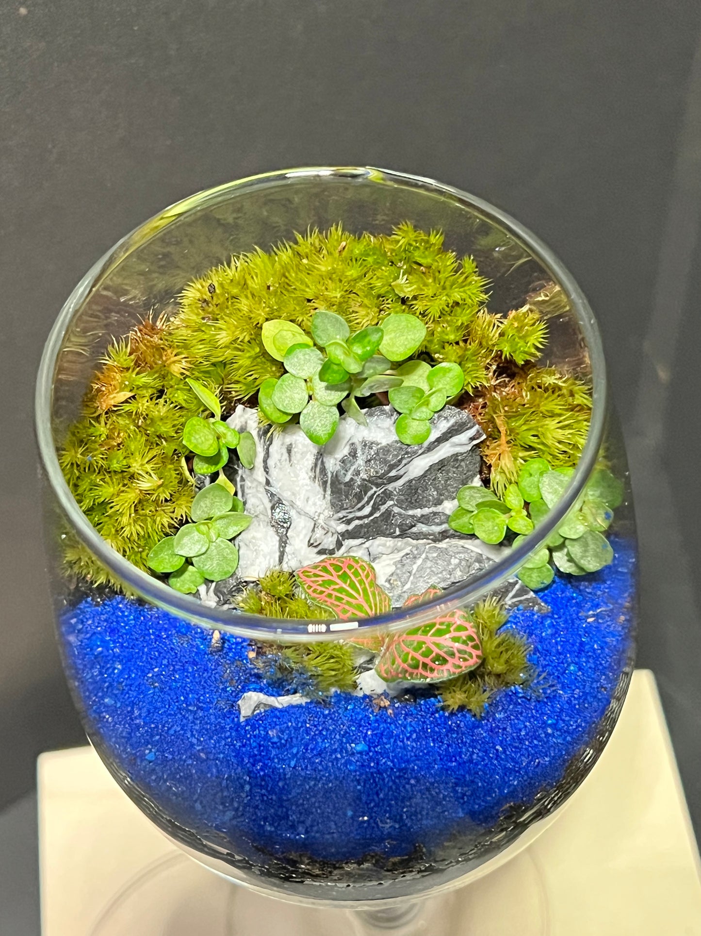 Terrarium 258