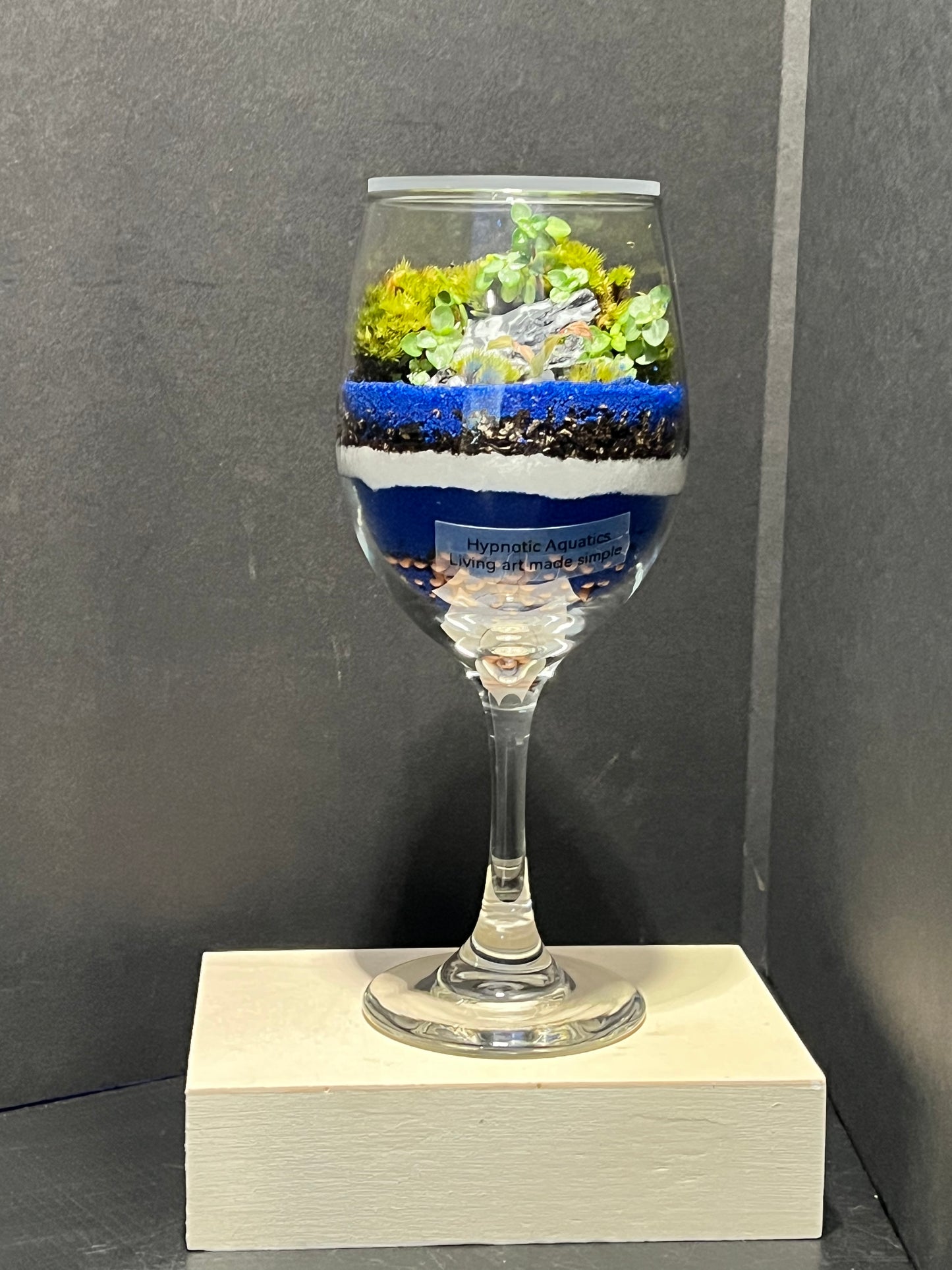 Terrarium 258