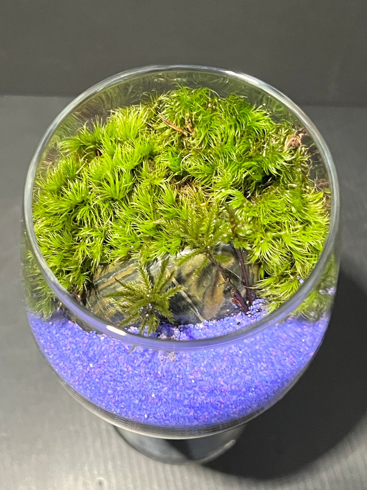 Terrarium 259
