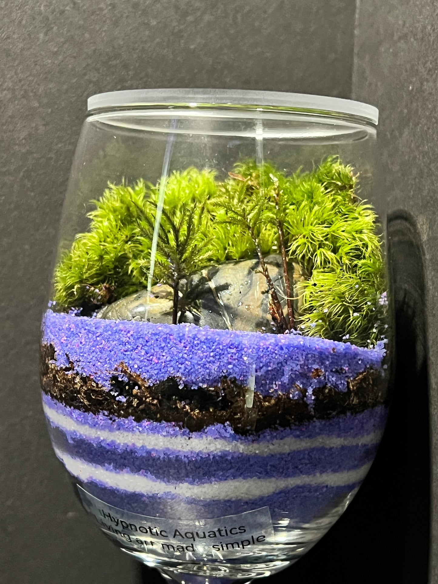Terrarium 259