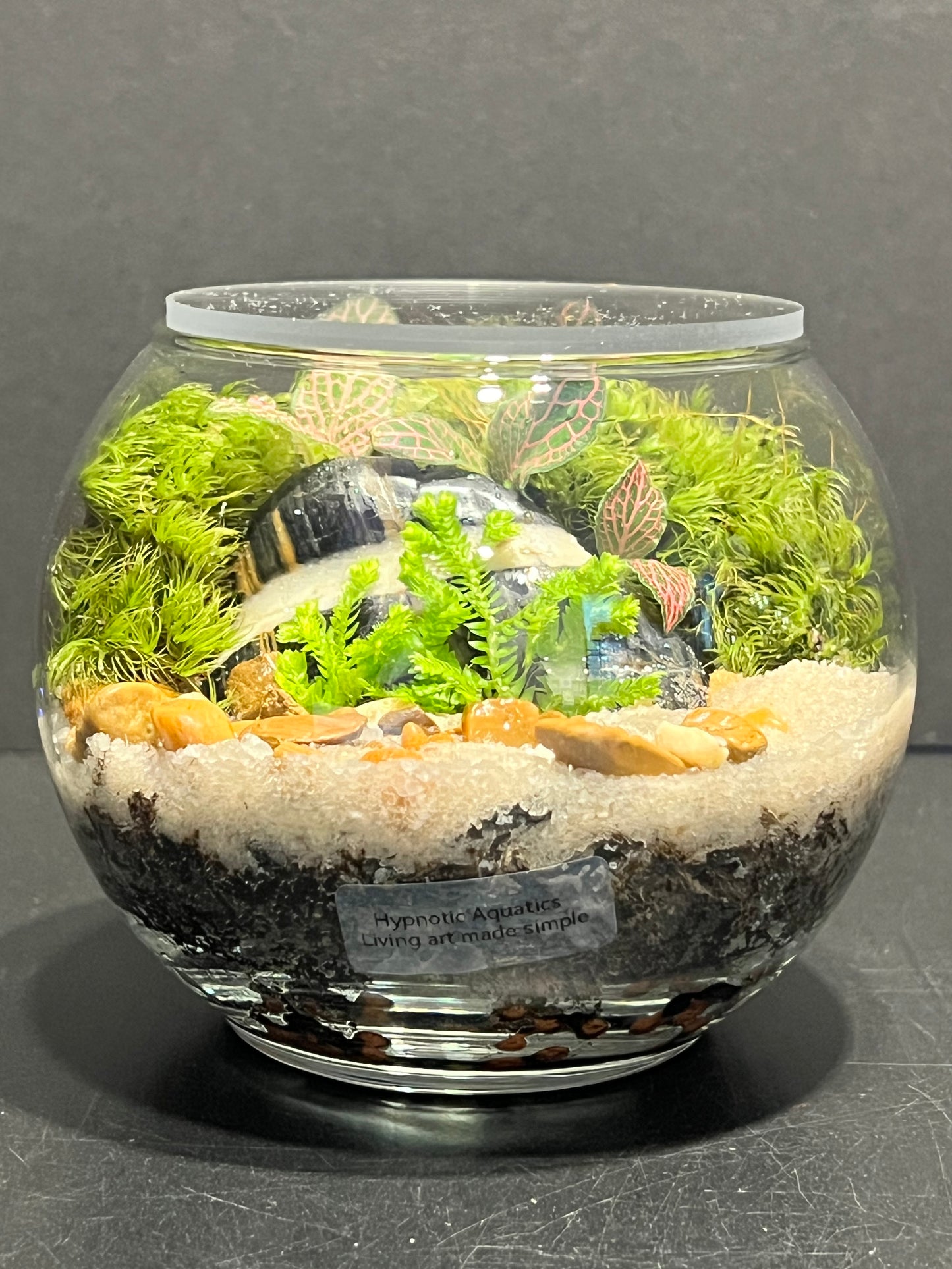 Terrarium 260
