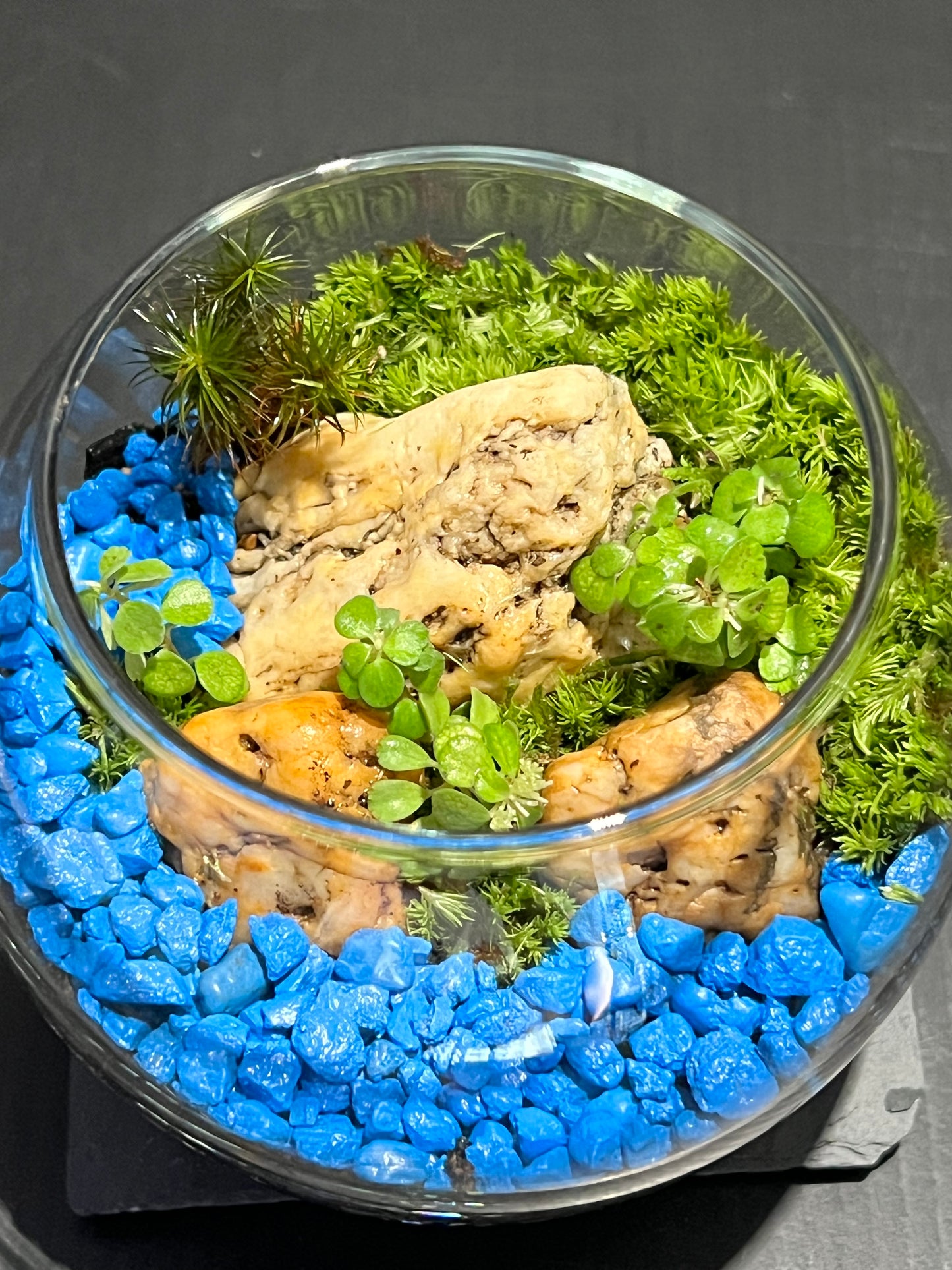 Terrarium 261