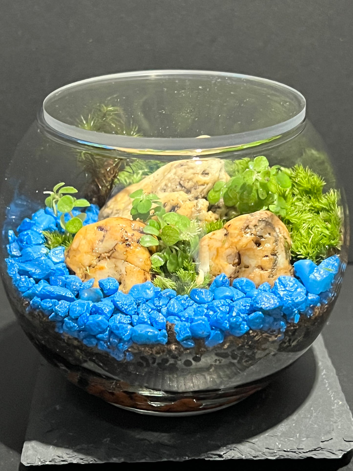 Terrarium 261