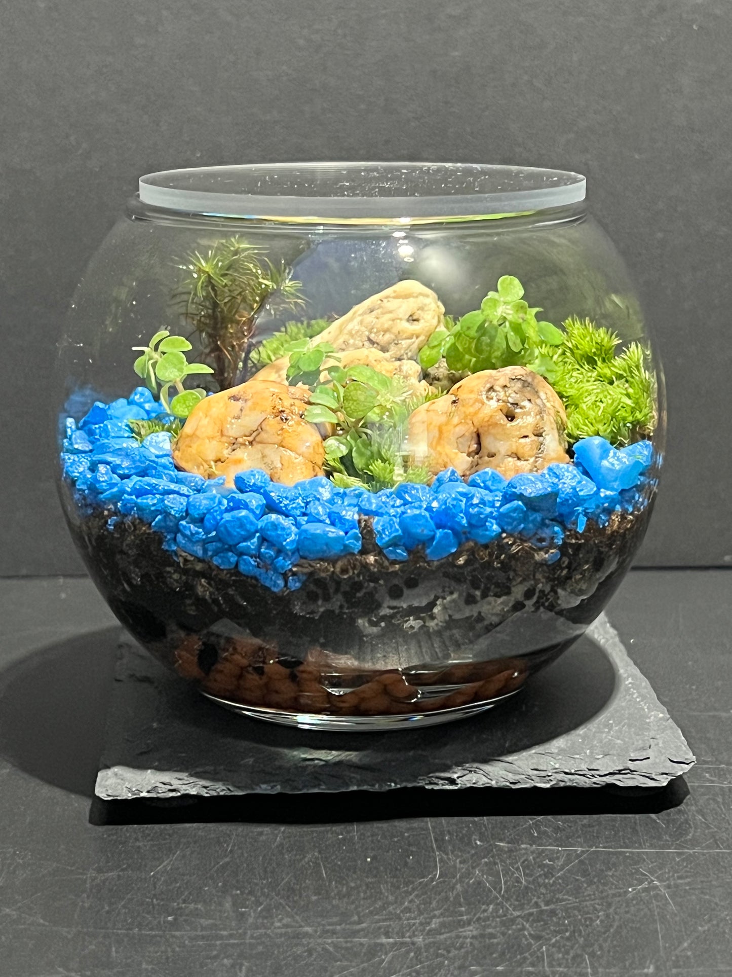 Terrarium 261